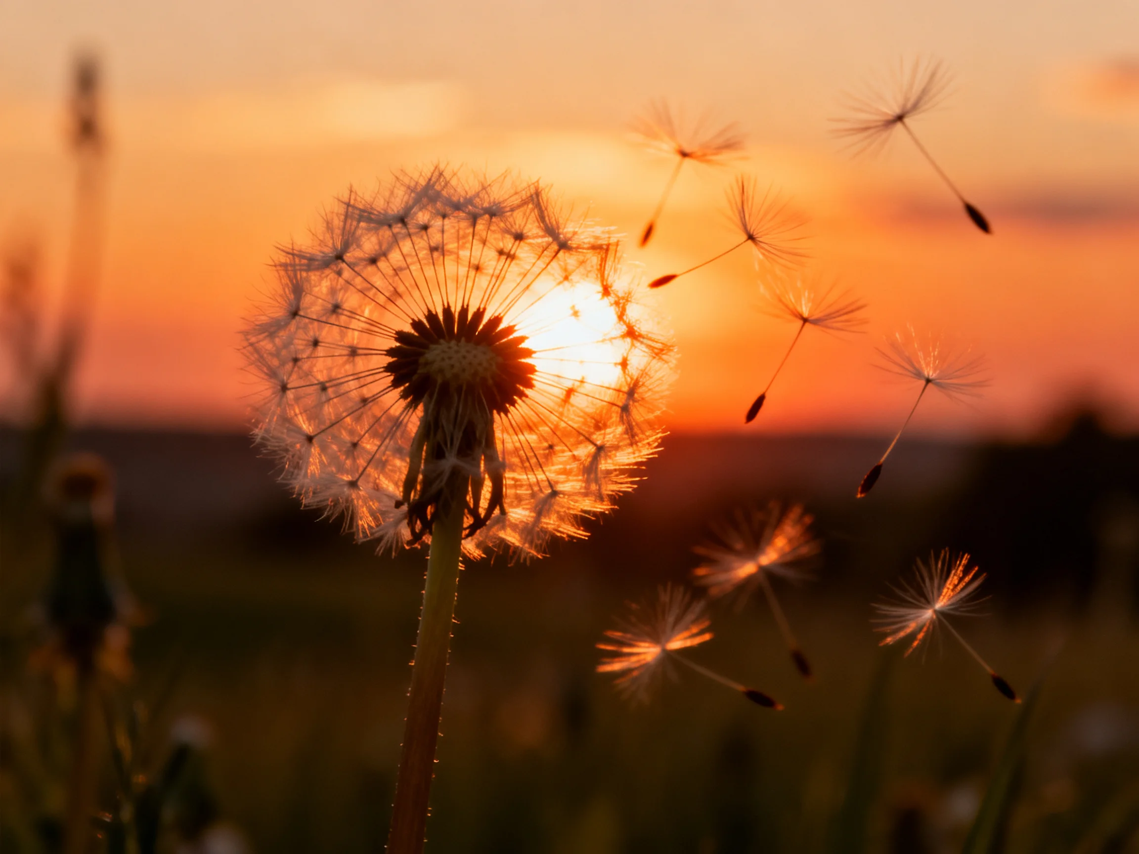 A glowing sunset illuminates a dandelion with floating seed heads