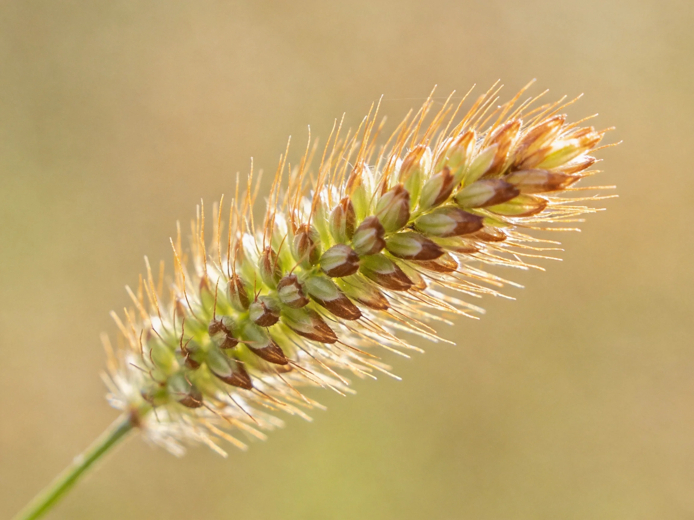 A golden-hued grass spikelet with brown-tipped florets