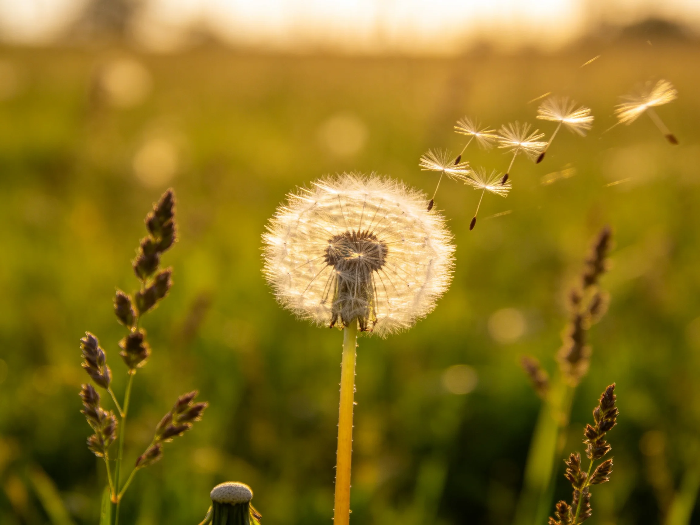 A golden-lit meadow with a dandelion releasing delicate white seeds