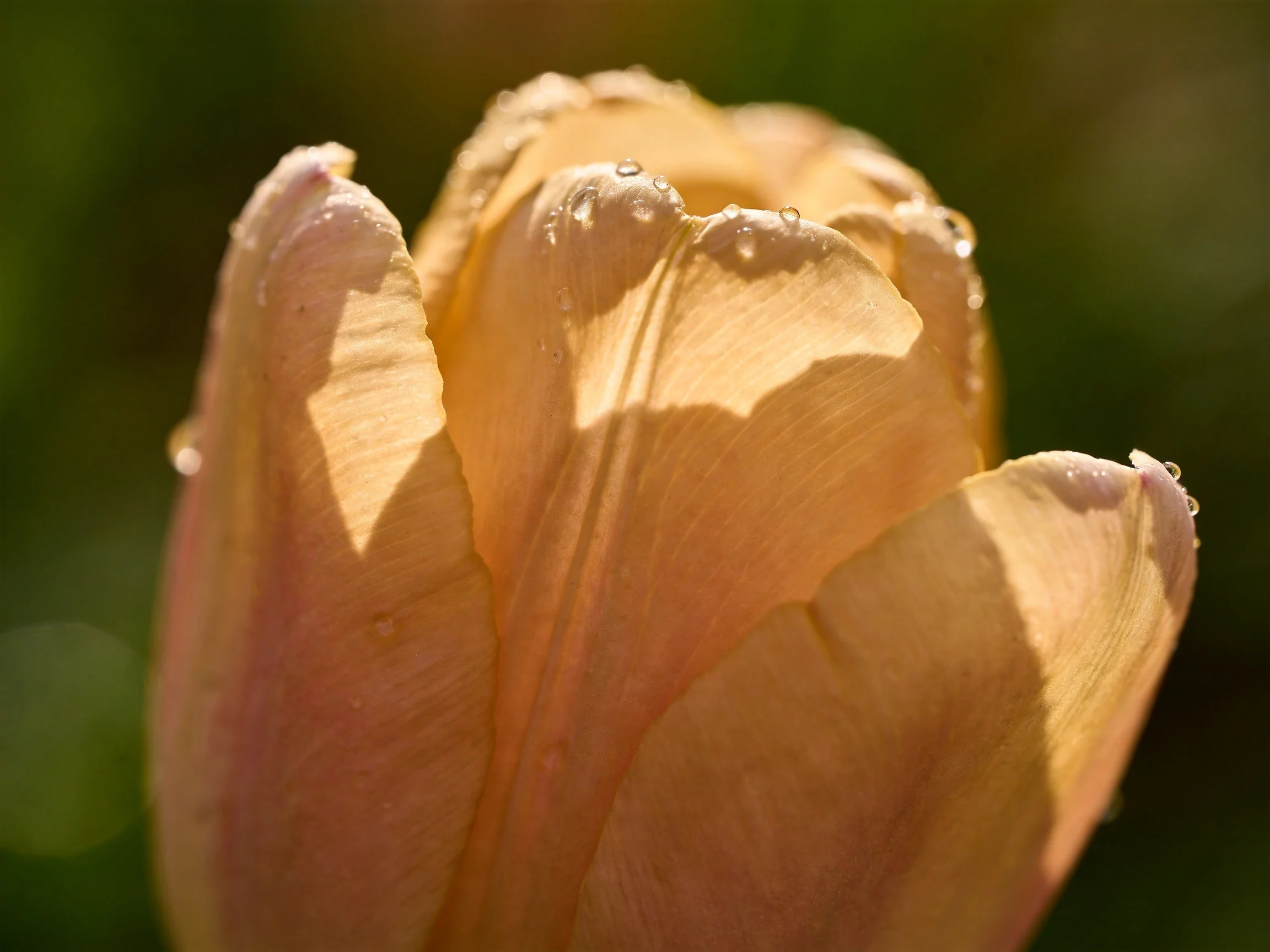 A golden tulip bud with dewdrops in soft sunlight