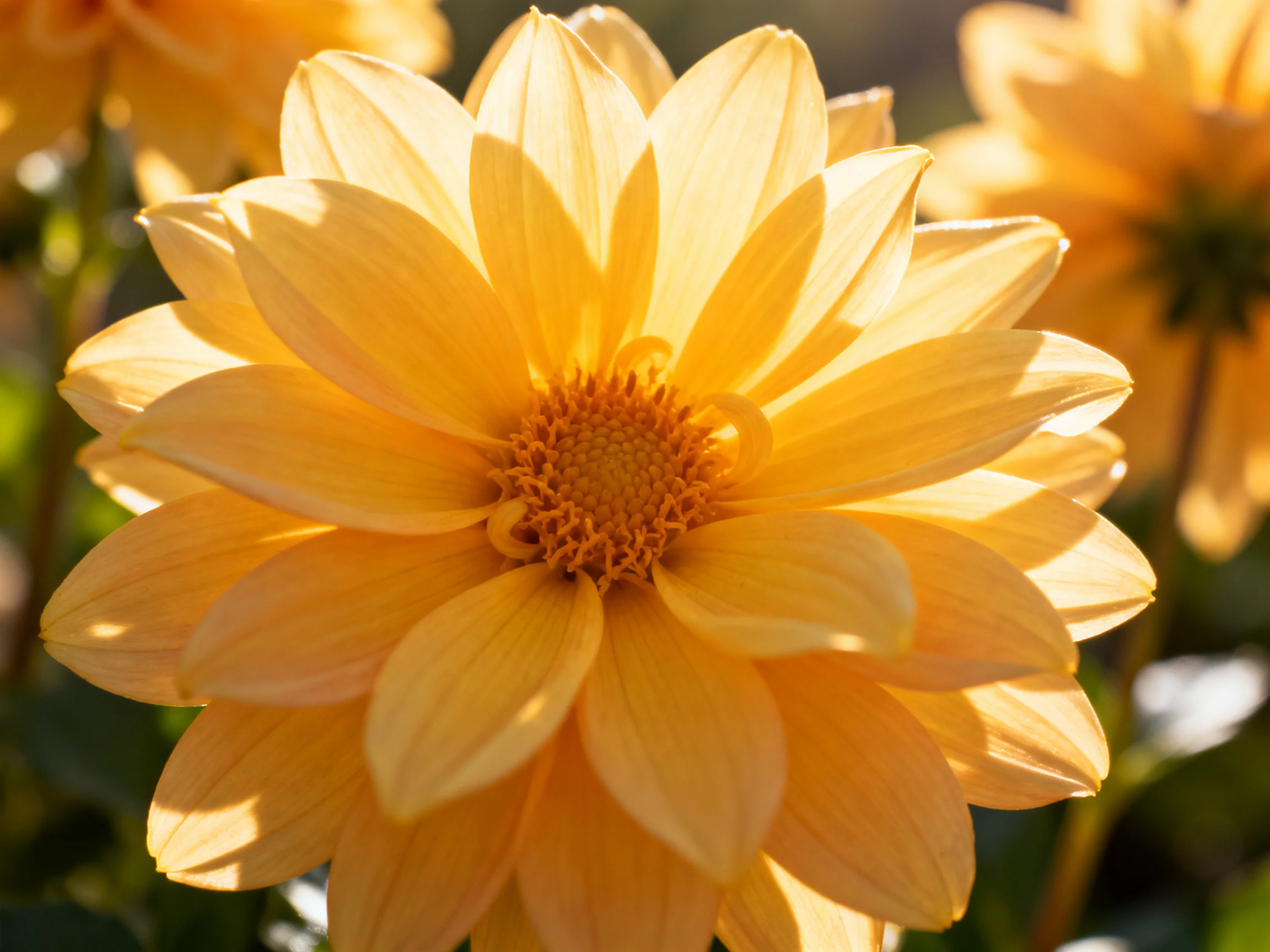 A golden-yellow dahlia with layered petals