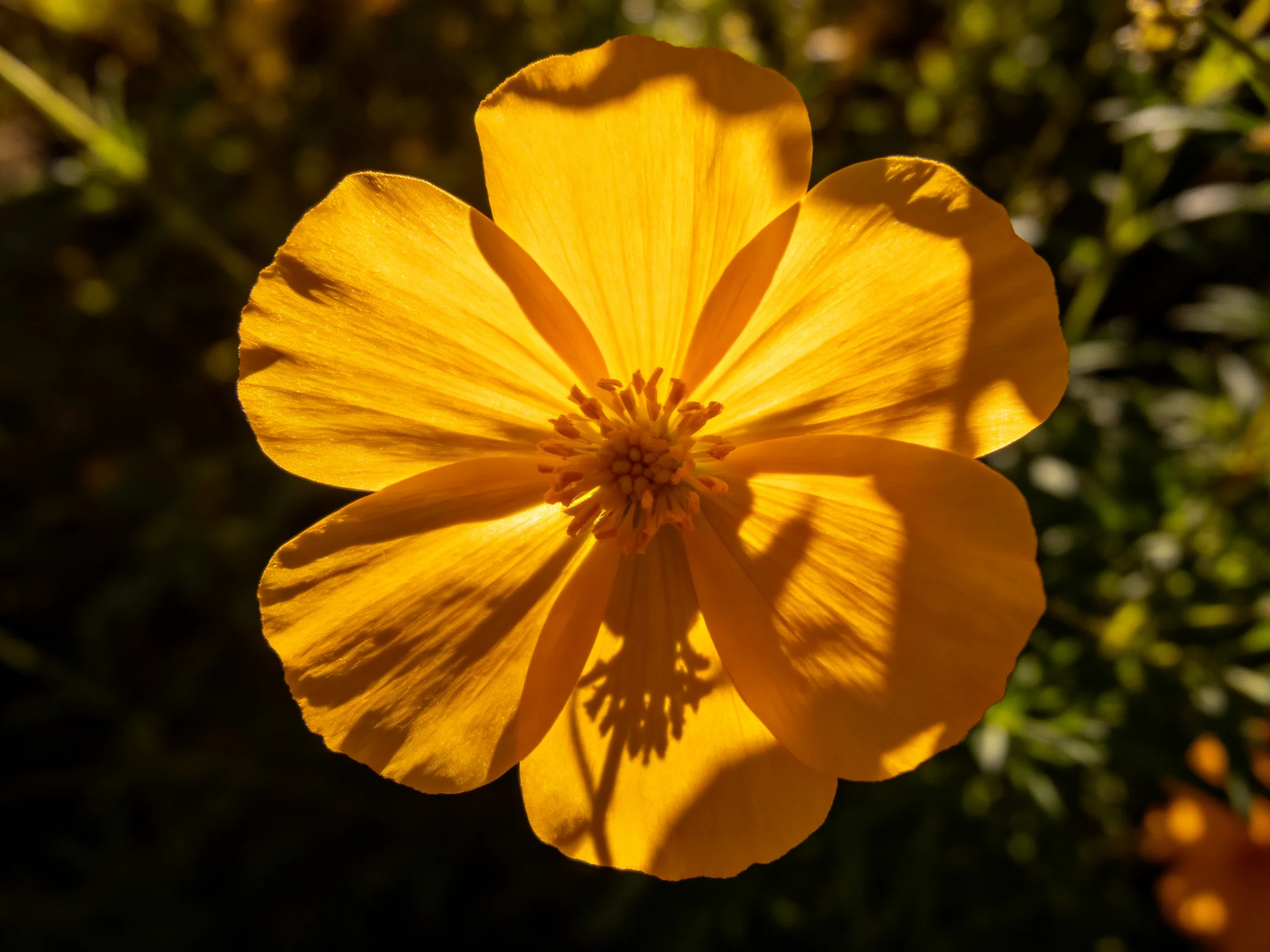 A golden-yellow flower with six broad petals lit by sunlight