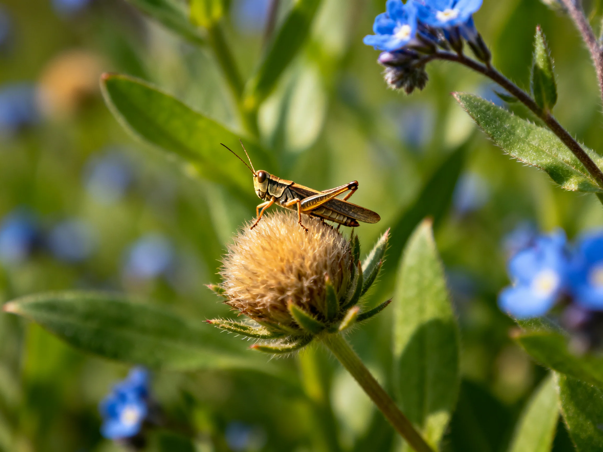 A grasshopper perched on a fuzzy brown flower bud amid blue blooms