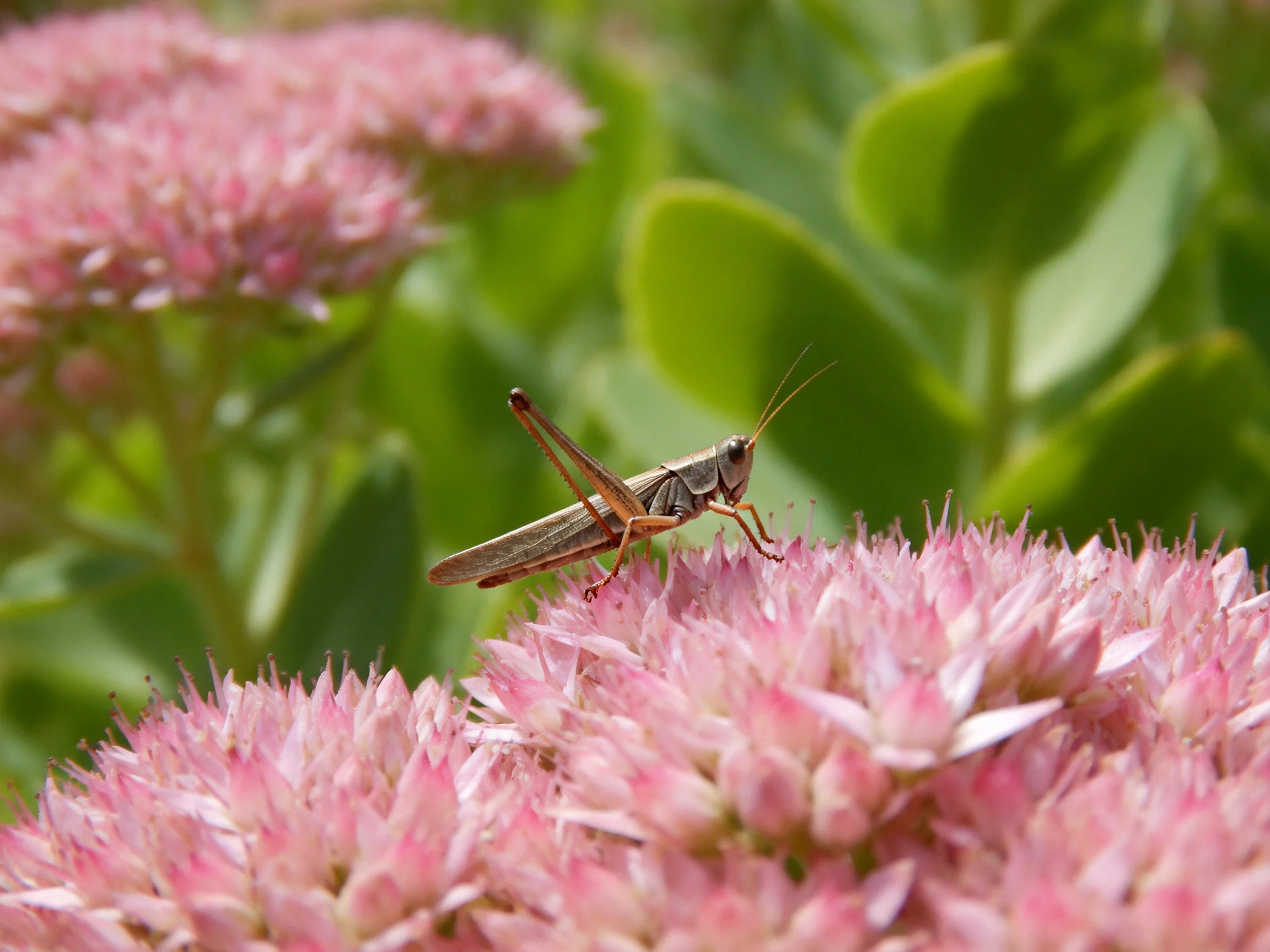 A grasshopper perched on vibrant pink flower clusters amid lush greenery