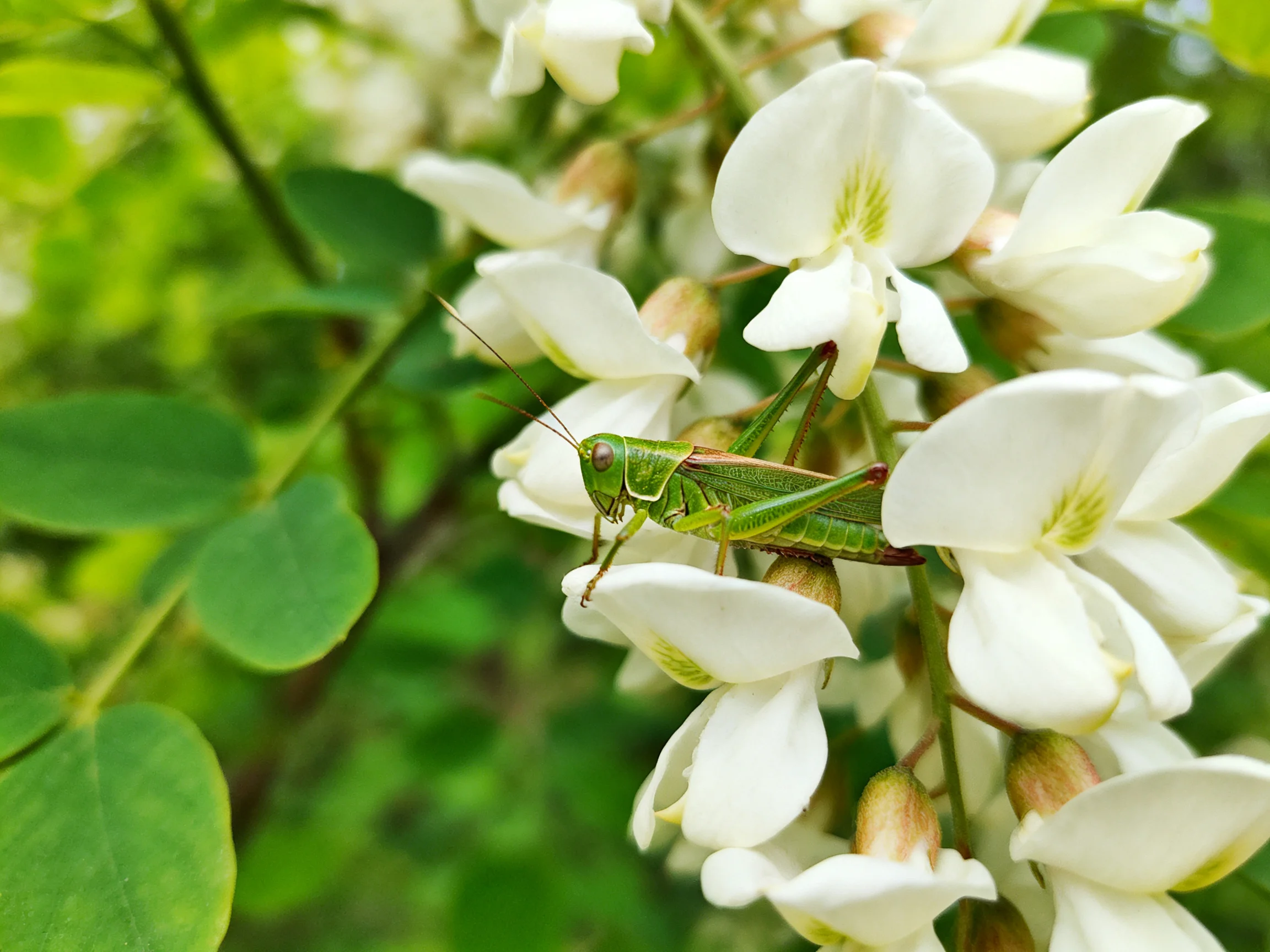 A green grasshopper perches on delicate white flowering branches
