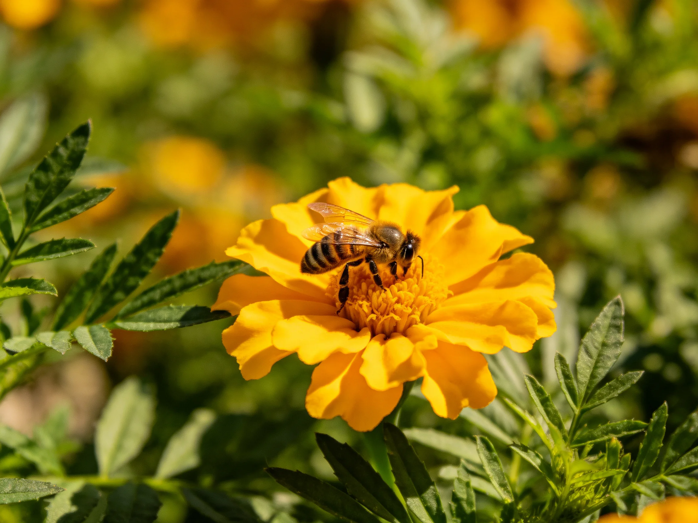 A honeybee collecting nectar from a vibrant yellow marigold
