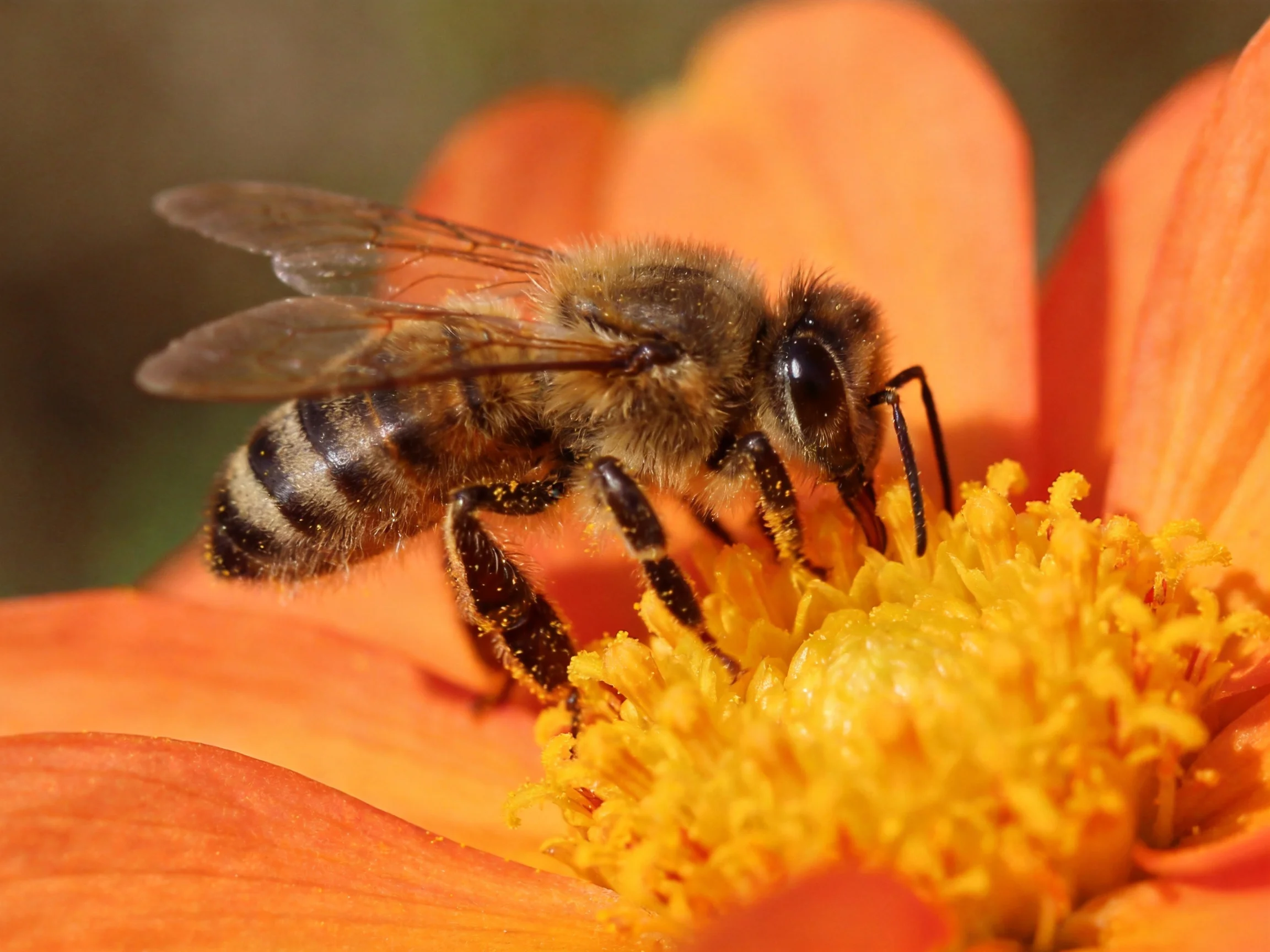 A honeybee collecting nectar from an orange flower with a yellow center