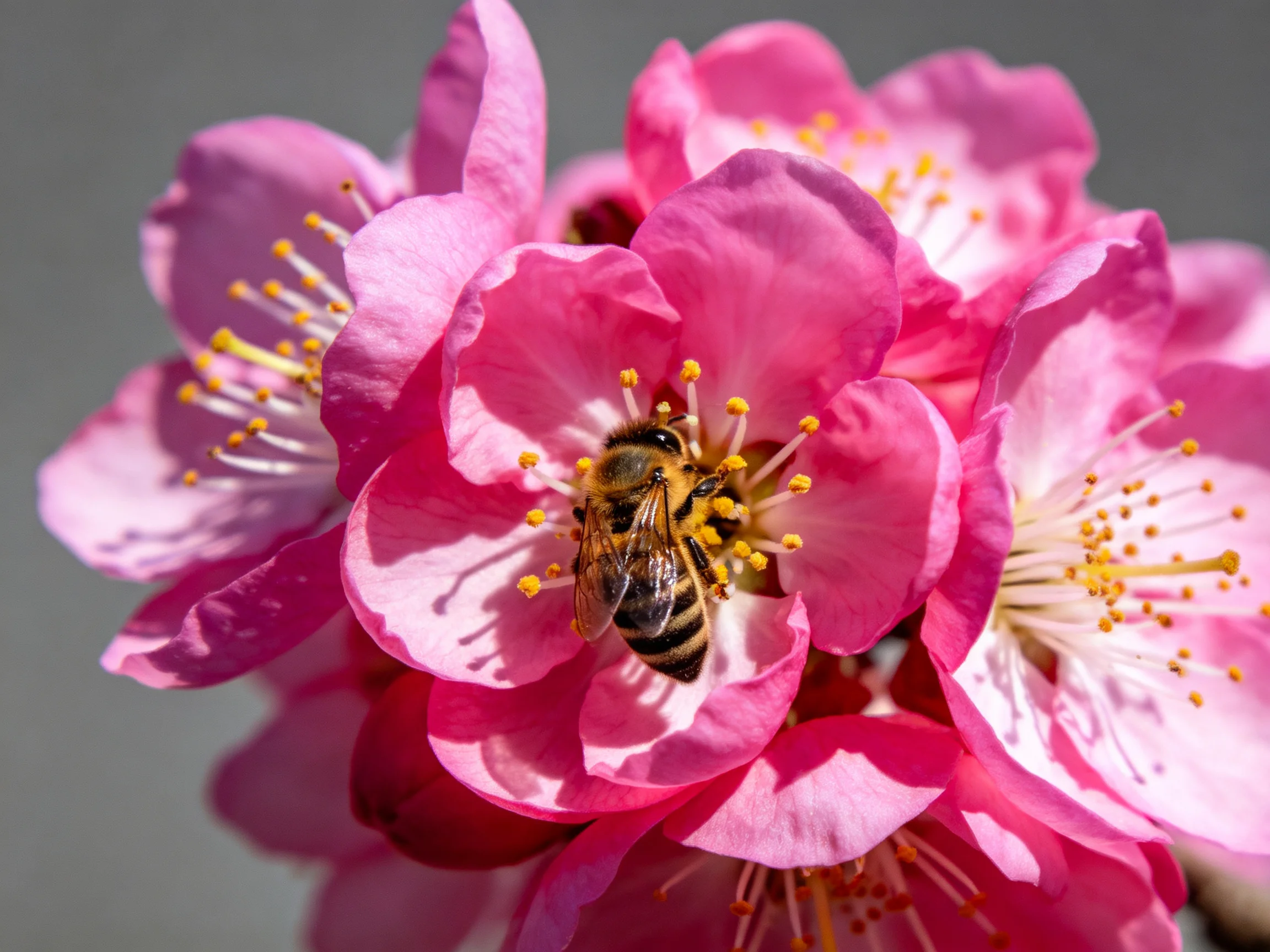 A honeybee collecting nectar from vibrant pink flowering blooms