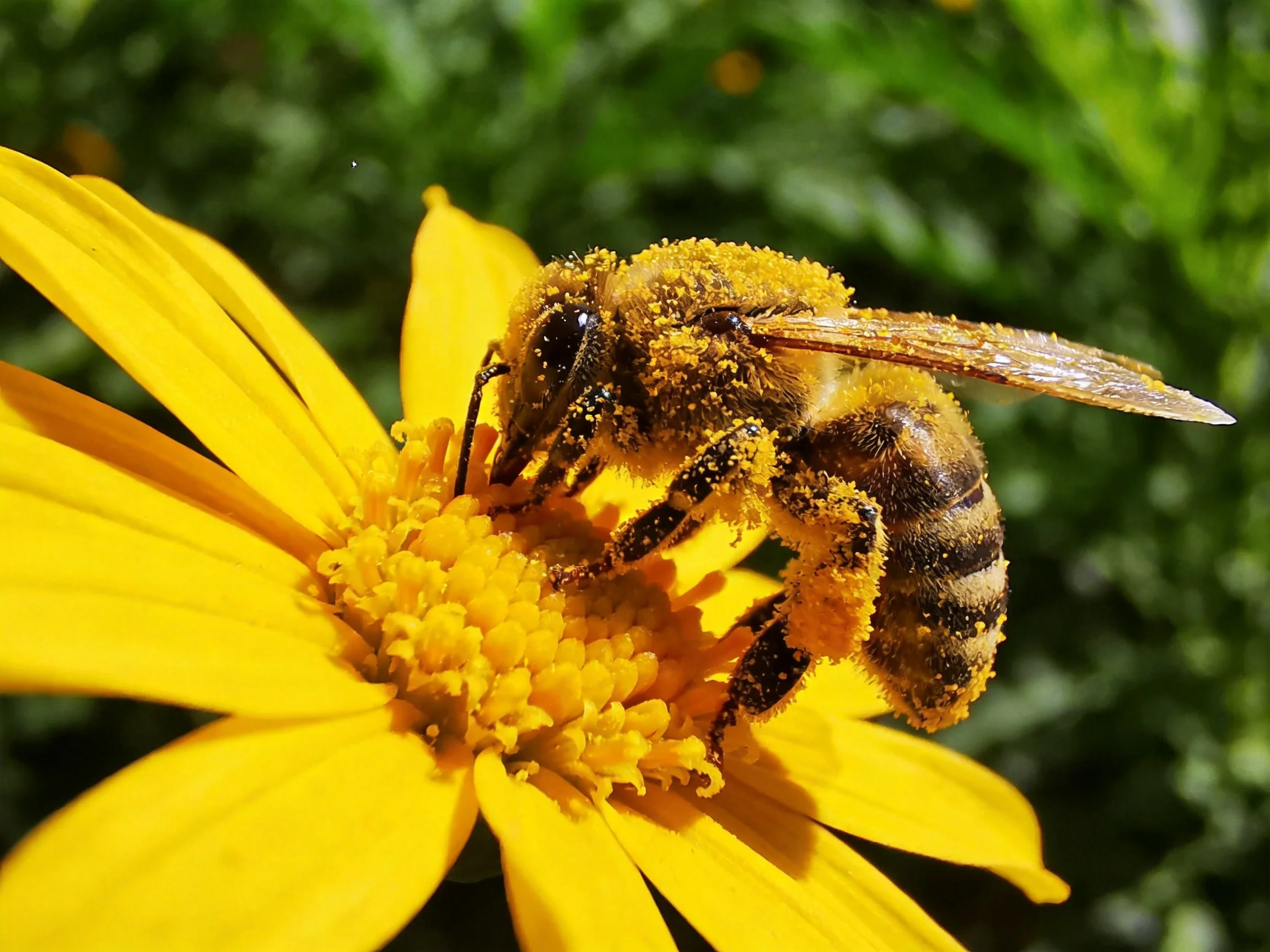 A honeybee dusted with pollen feeds from a vivid yellow flower