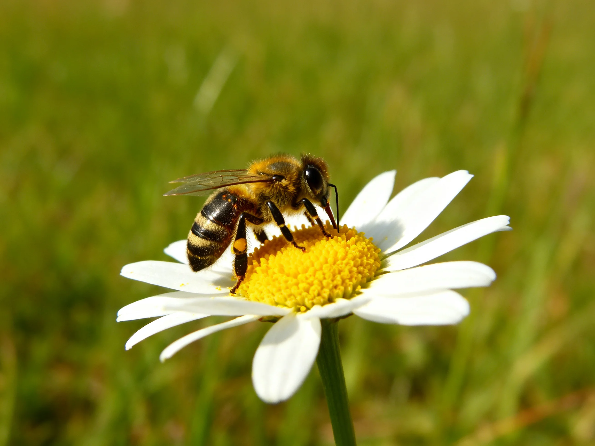 A honeybee feeding on a white daisy with a yellow center in a green field