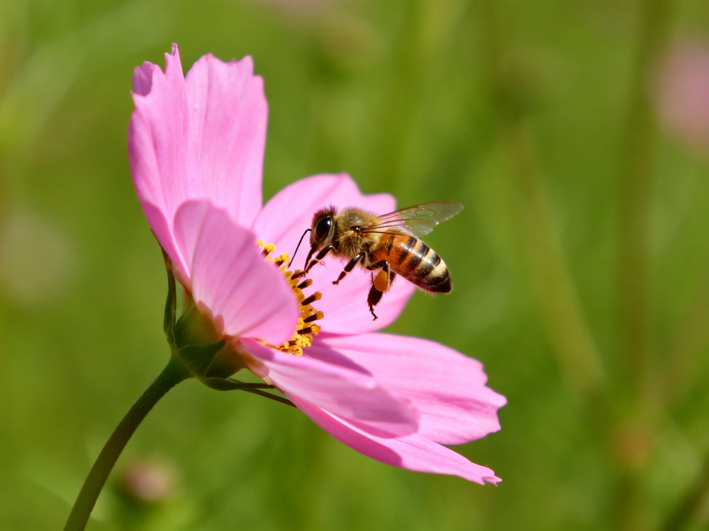A honeybee gathering nectar from a vibrant pink cosmos blossom