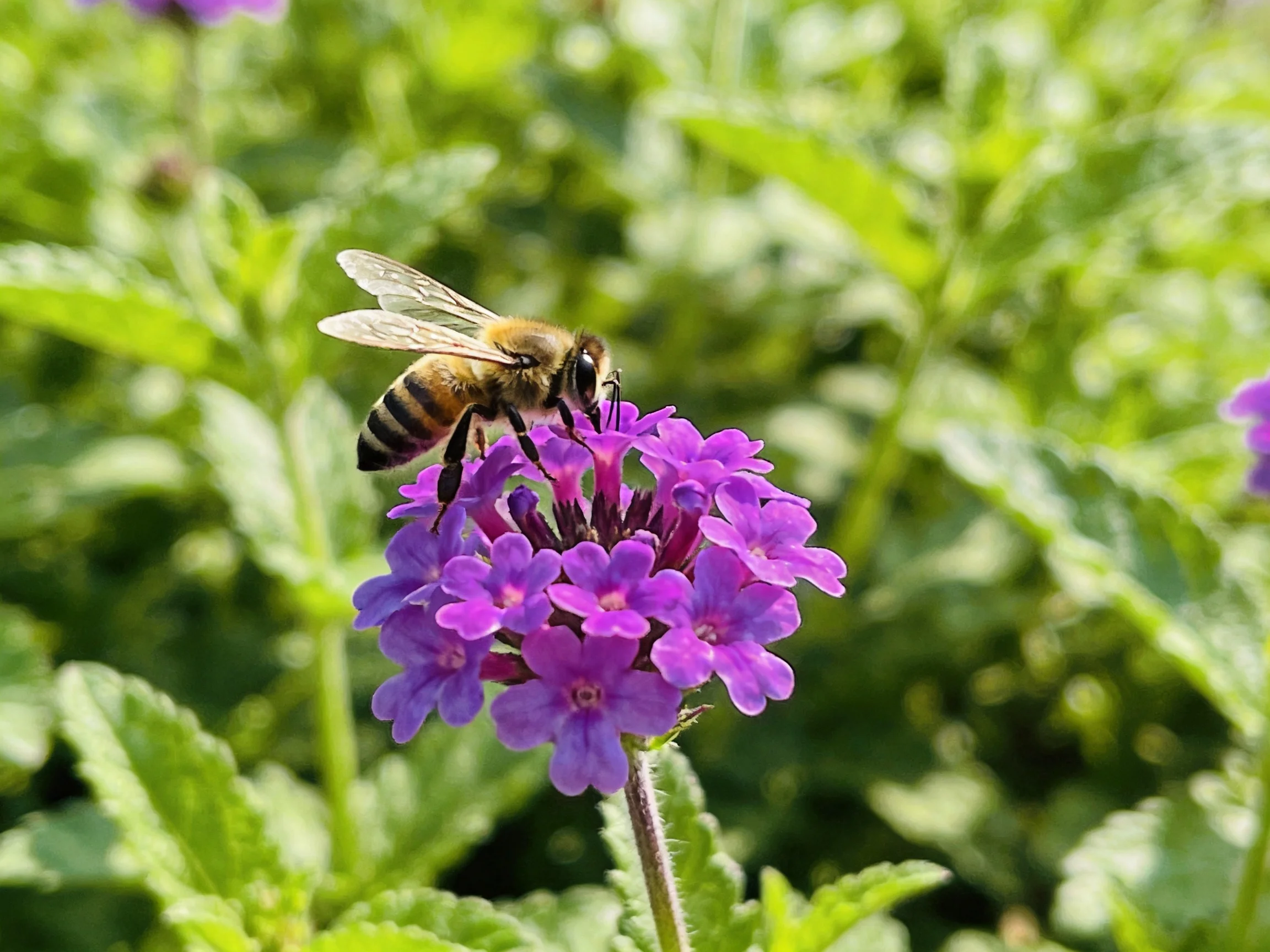A honeybee gathering nectar from vibrant purple verbena blooms