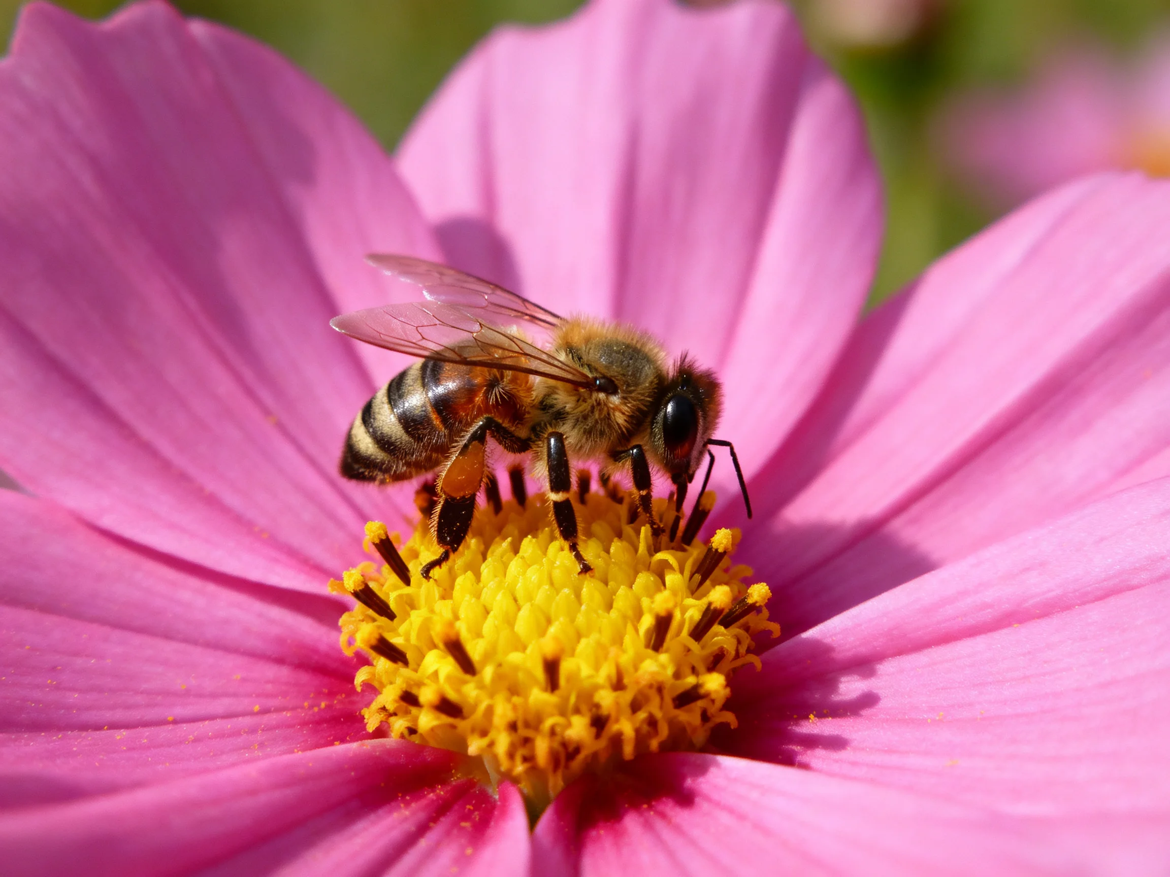 A honeybee gathering pollen from a bright pink cosmos flower