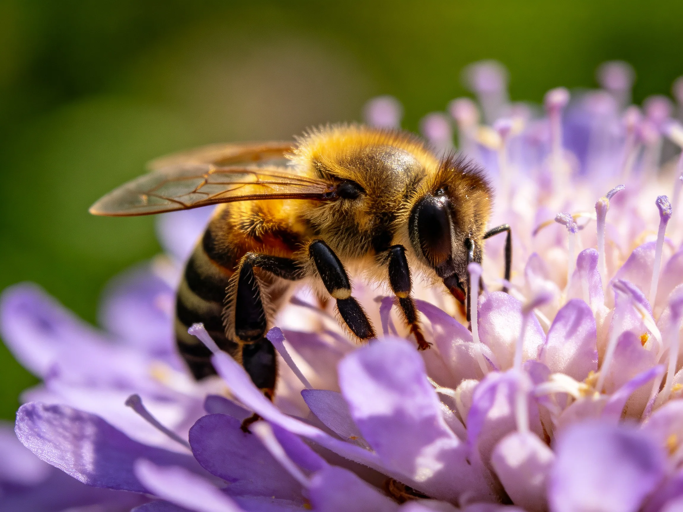 A honeybee gathering pollen from a vibrant purple flower cluster