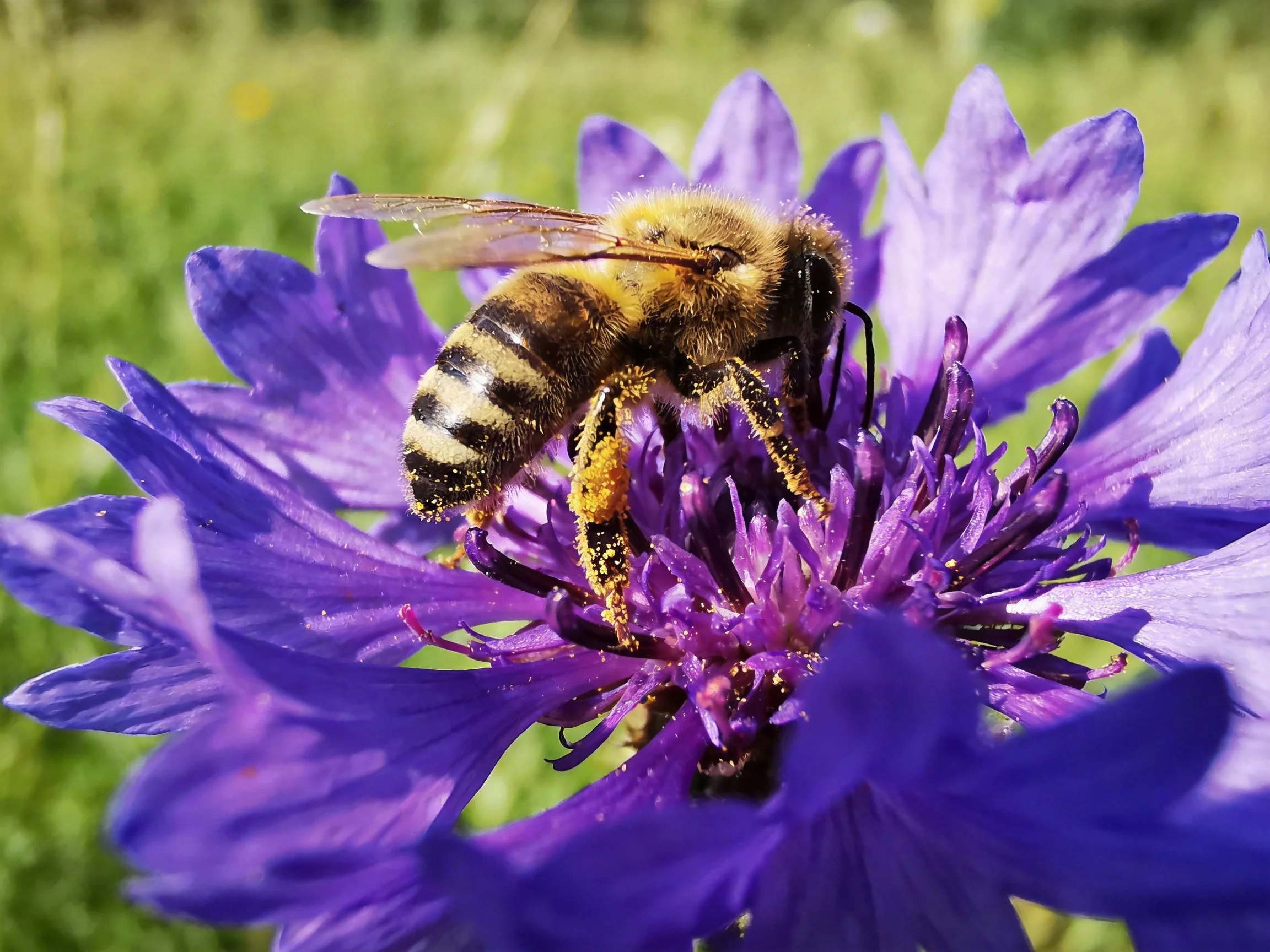 A honeybee gathering pollen from a vibrant purple flower