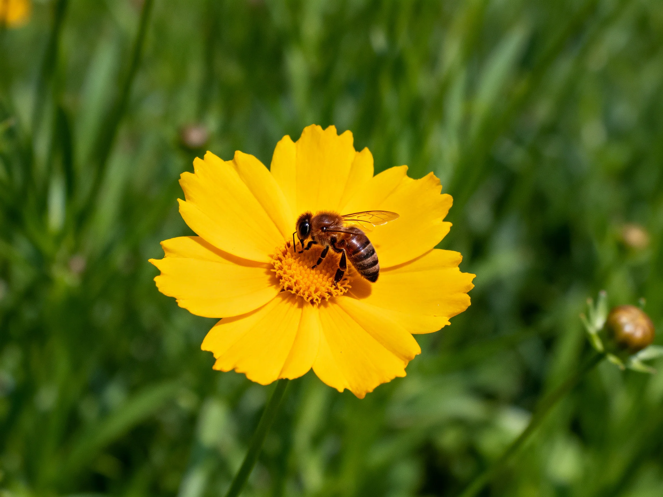 A honeybee gathering pollen on a vibrant yellow flower