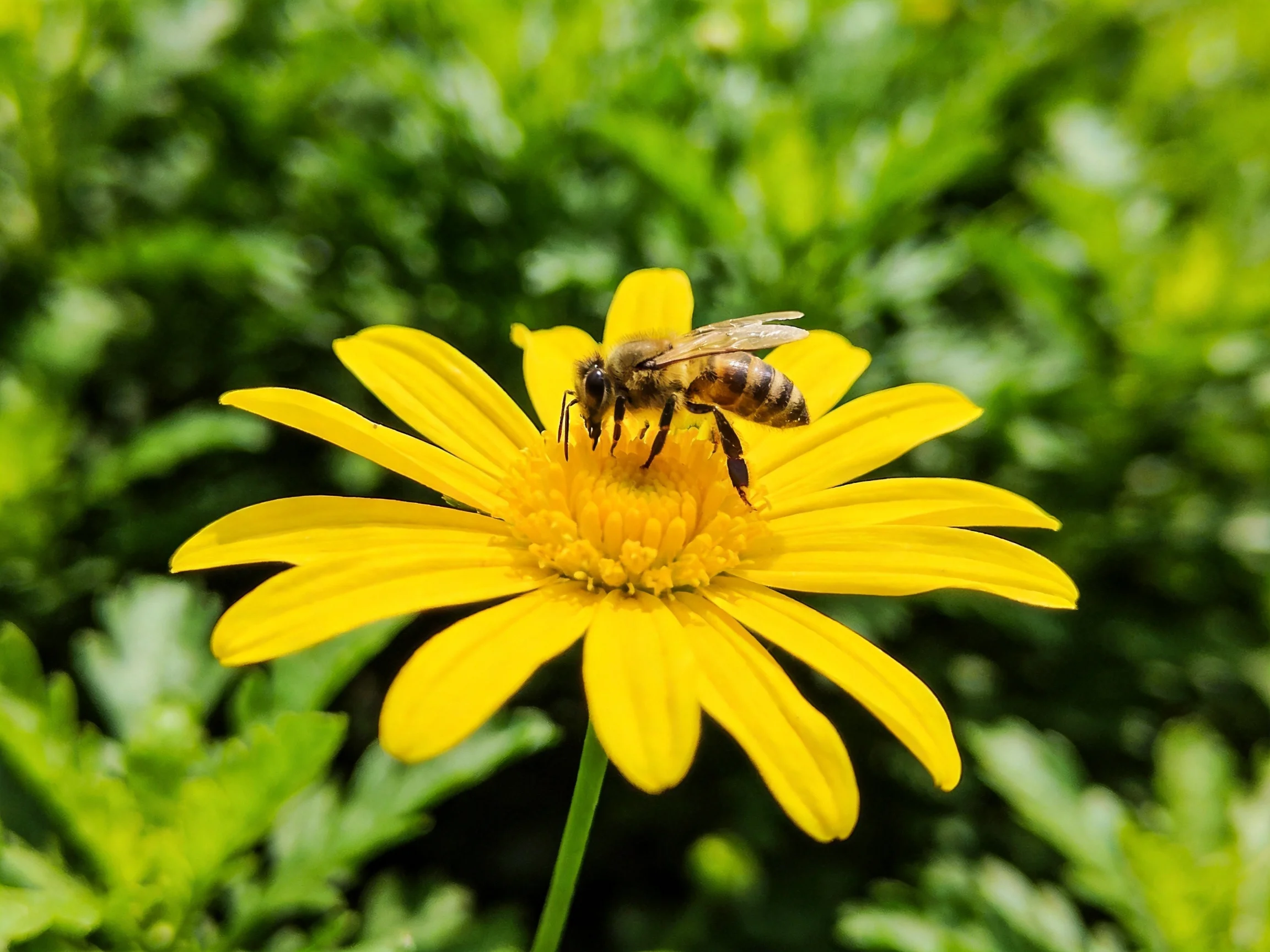 A honeybee gathers nectar from a bright yellow daisy amid lush green foliage