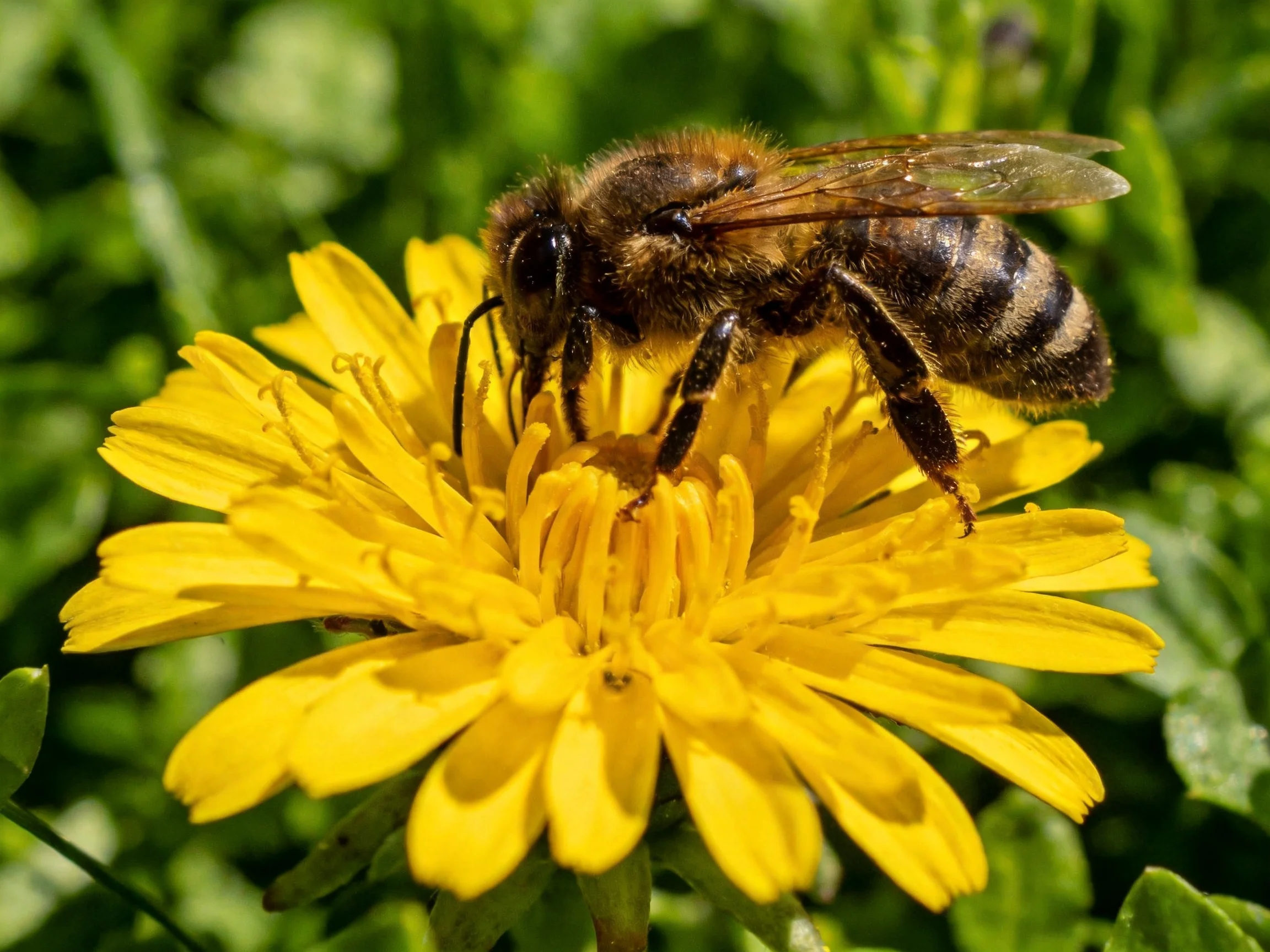 A honeybee gathers nectar from a bright yellow dandelion flower
