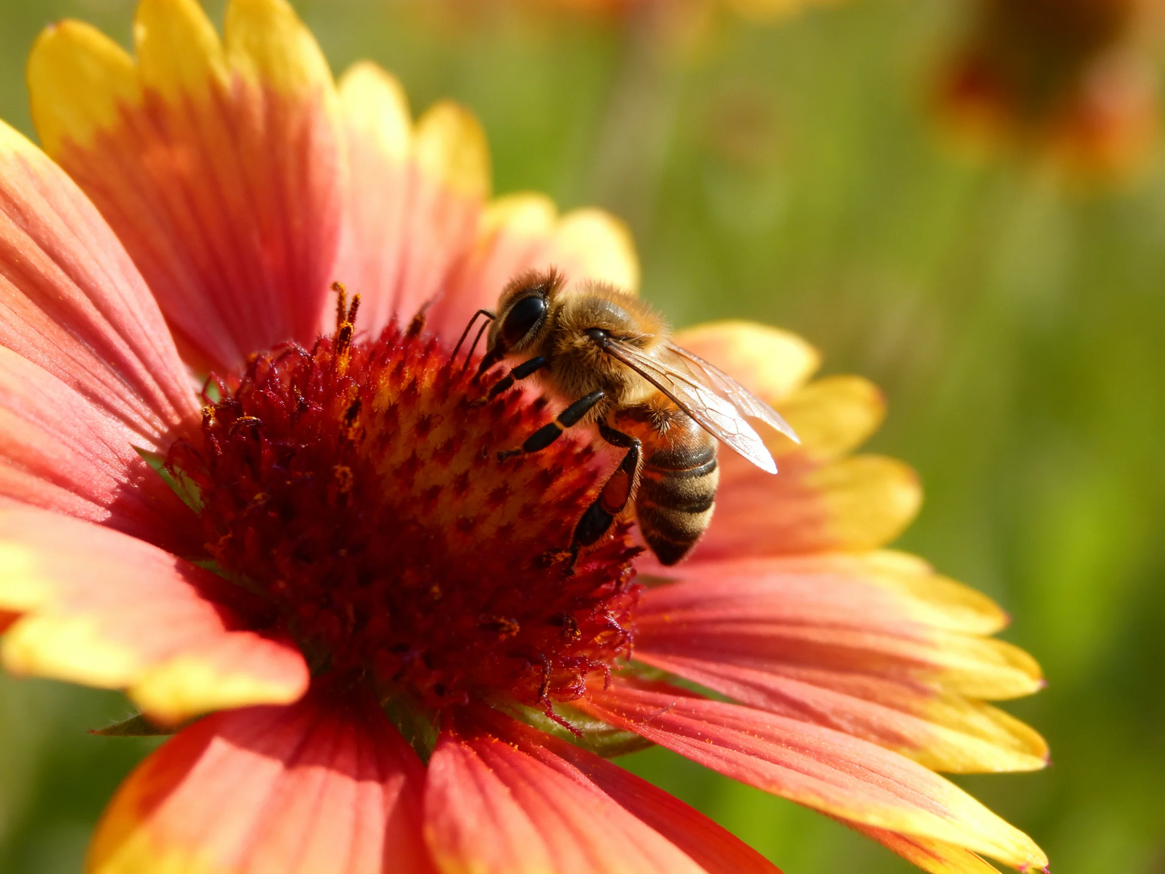 A honeybee gathers nectar from a pink and yellow petal flower