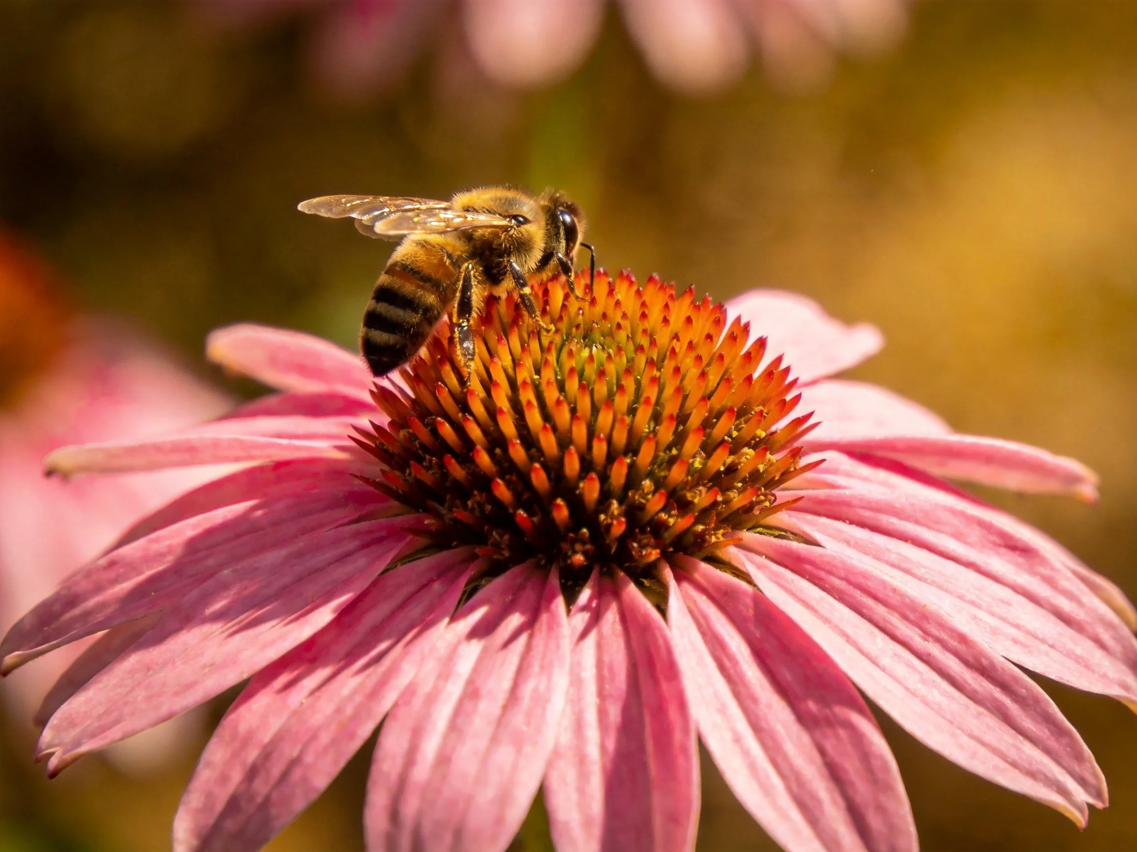 A honeybee gathers nectar from a pink coneflower with an orange-brown central disk