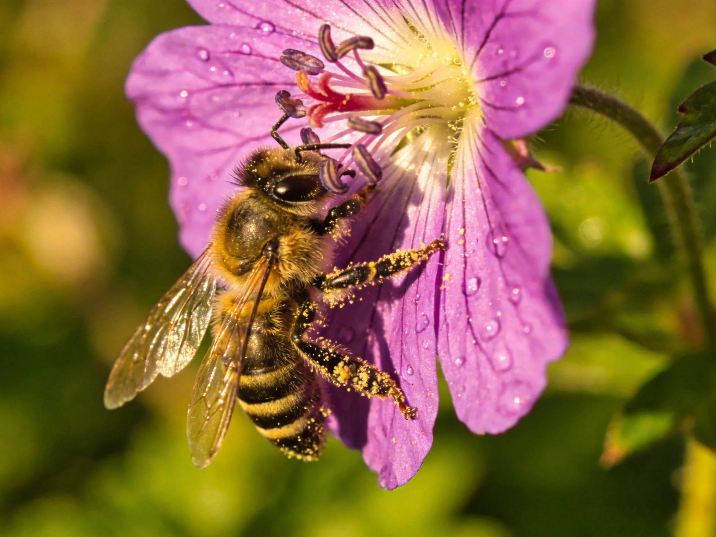 A honeybee gathers nectar from a vibrant purple flower with dewdrops