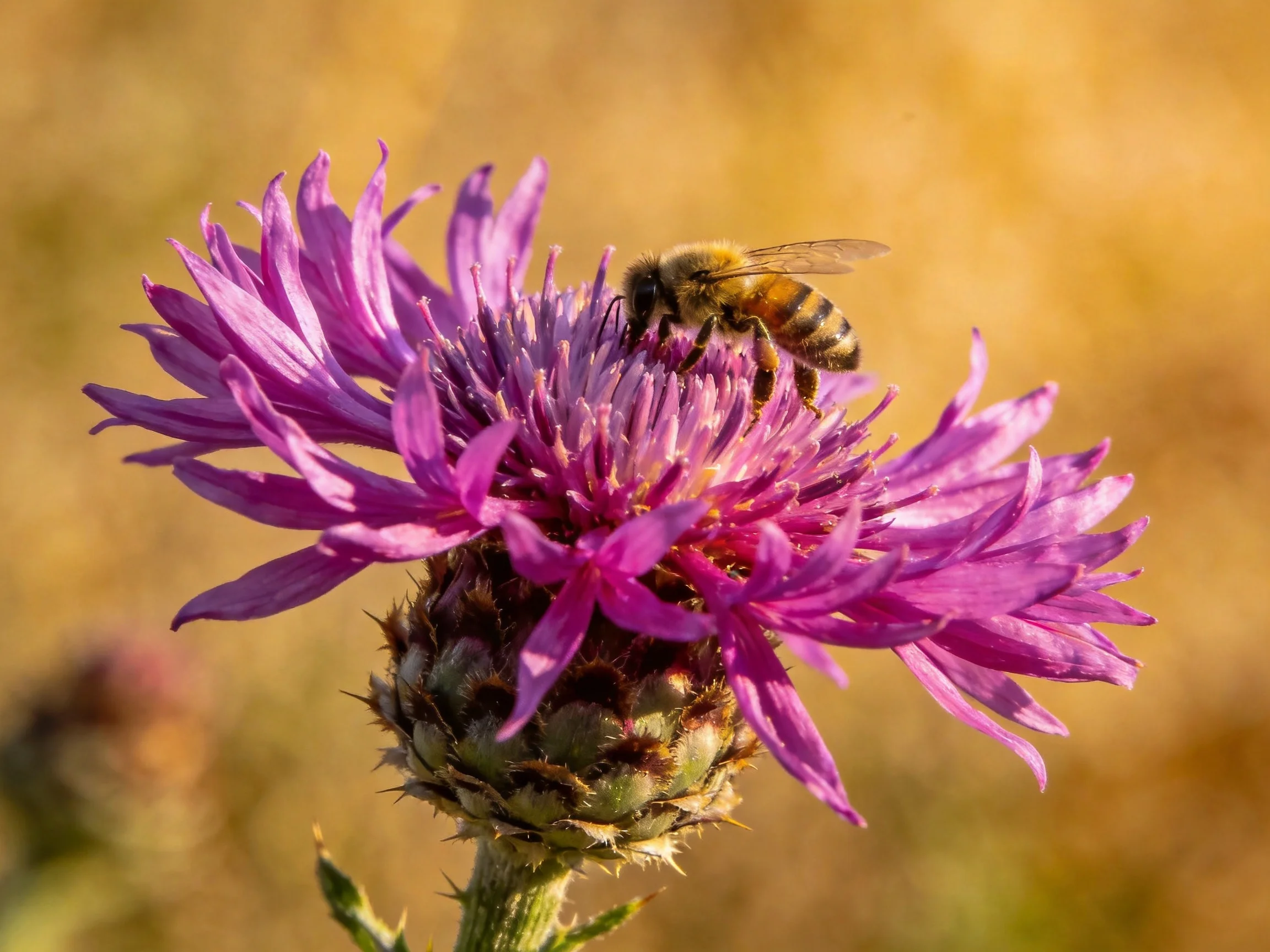 A honeybee gathers nectar from a vibrant purple thistle bloom