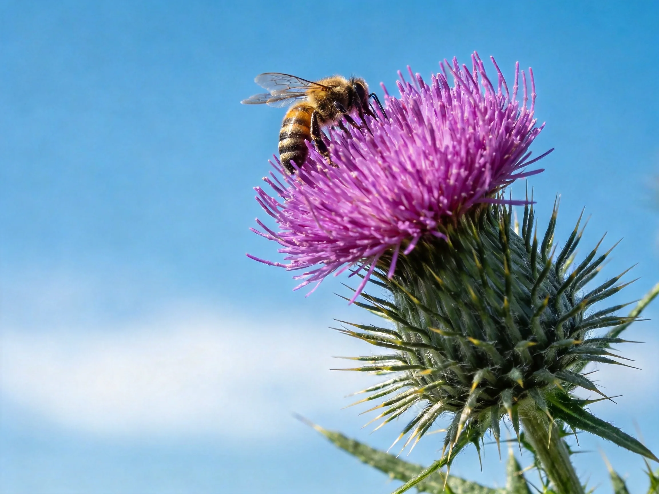 A honeybee gathers nectar from a vibrant purple thistle flower