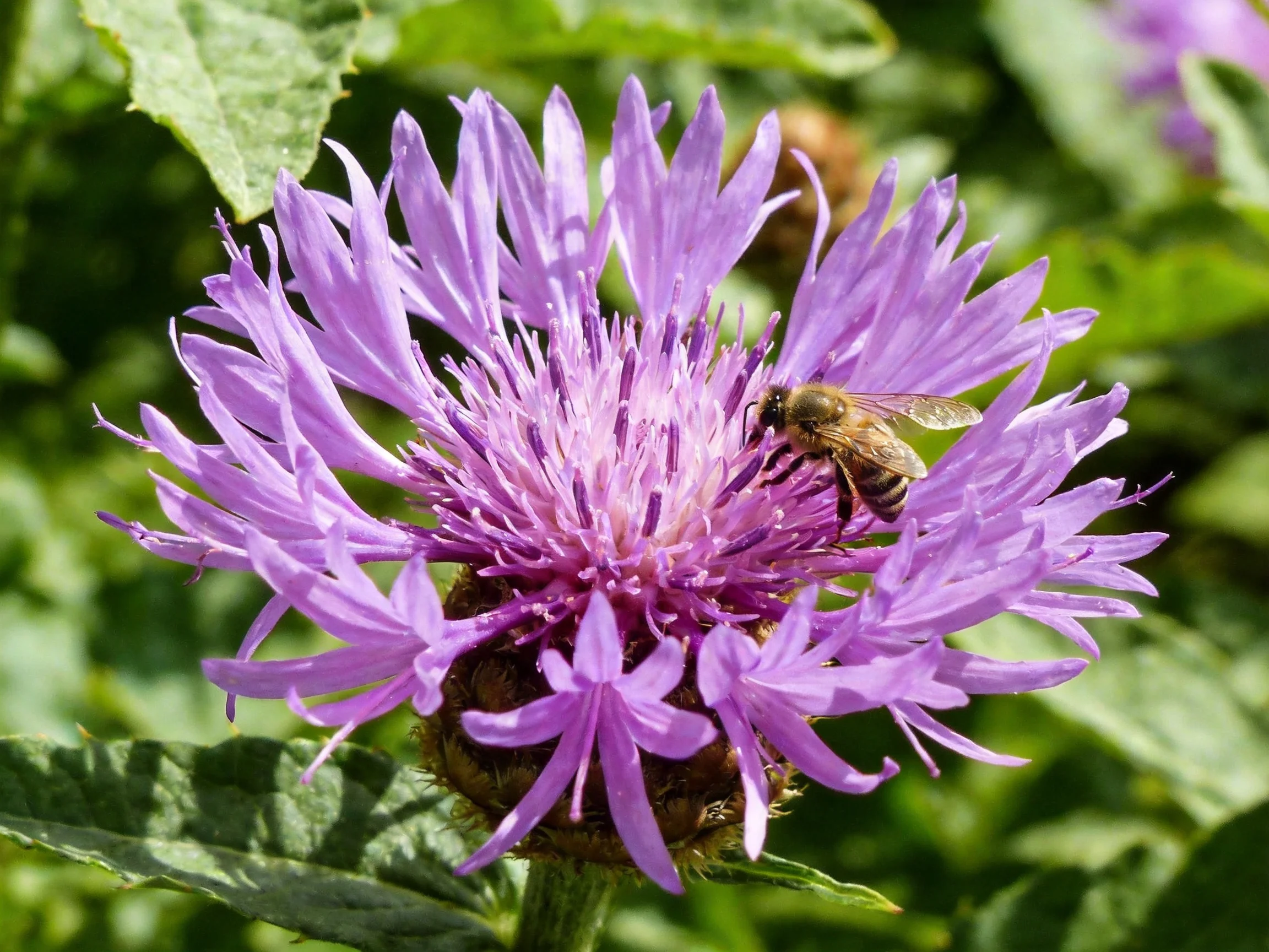 A honeybee gathers nectar from a vibrant purple wildflower