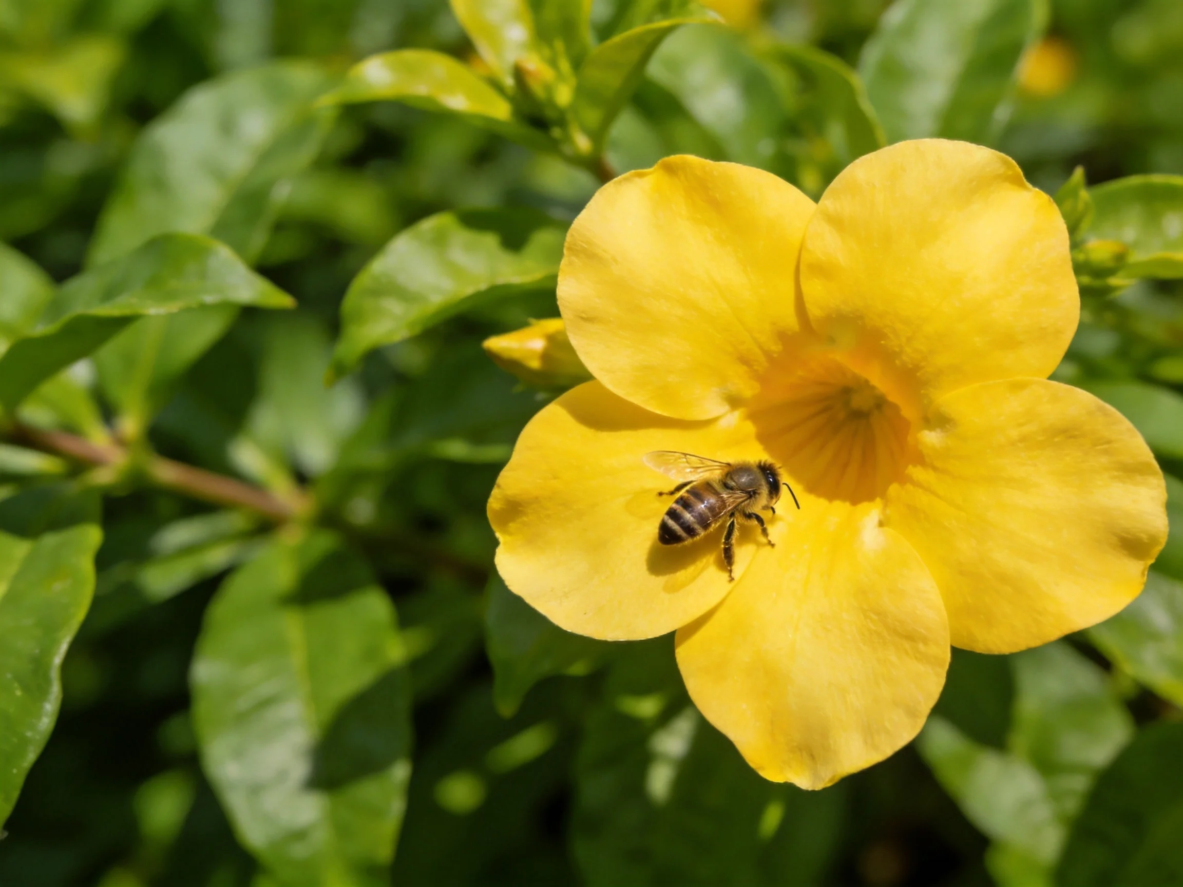 A honeybee gathers nectar from a vibrant yellow flower amid lush green foliage