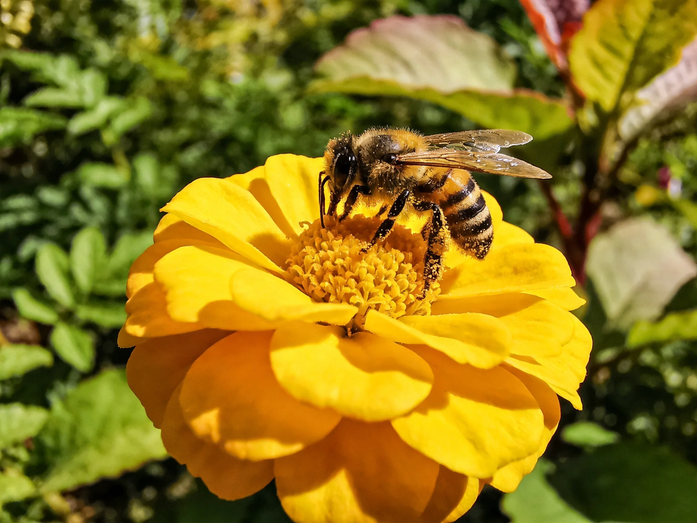 A honeybee gathers nectar from a vibrant yellow zinnia flower