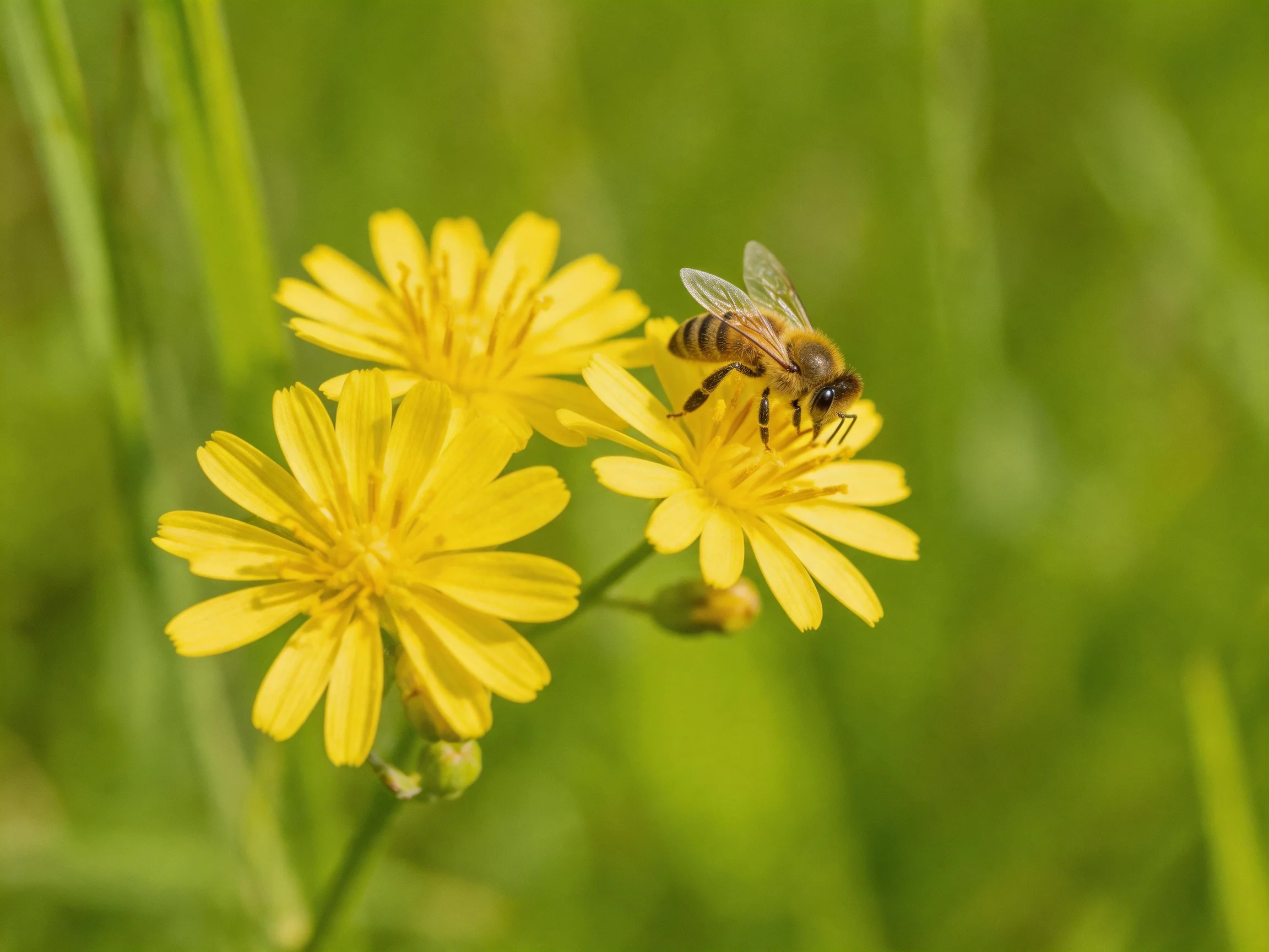 A honeybee gathers nectar from vibrant yellow wildflowers