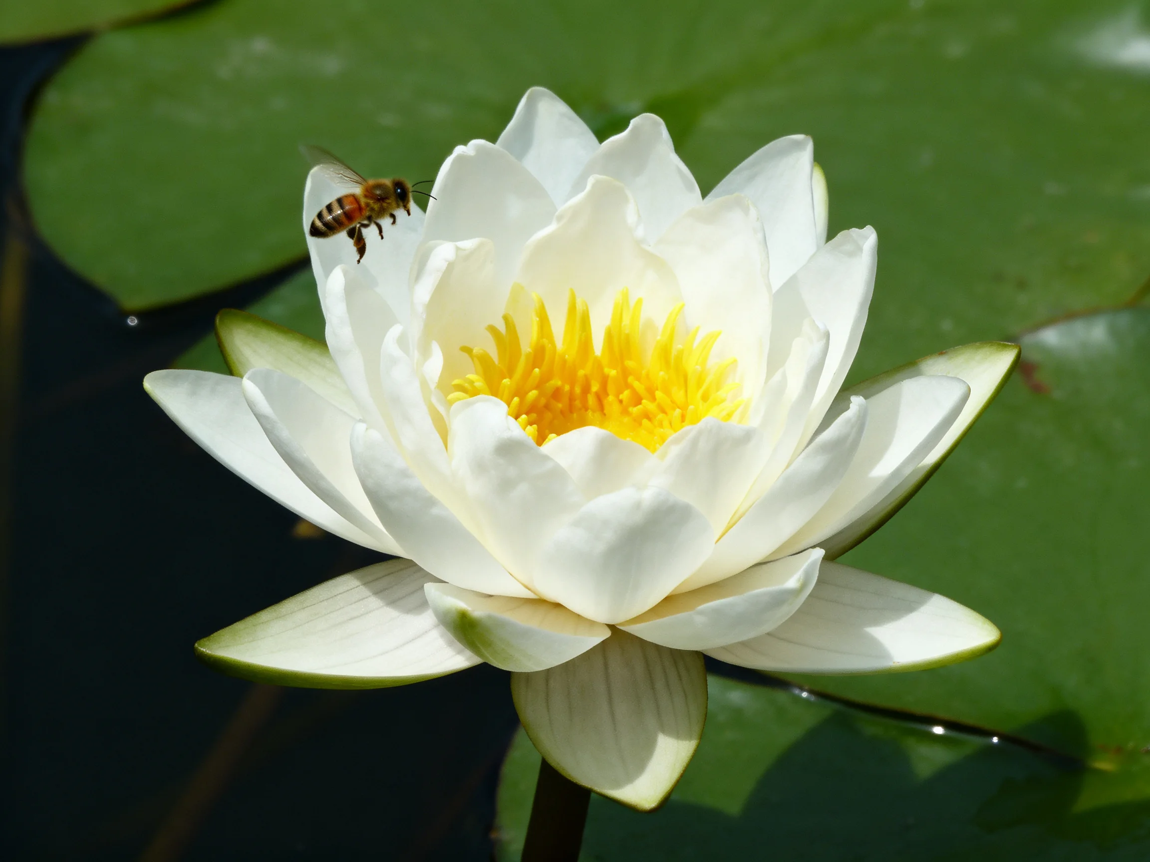 A honeybee hovers near a large white water lily with a bright yellow center