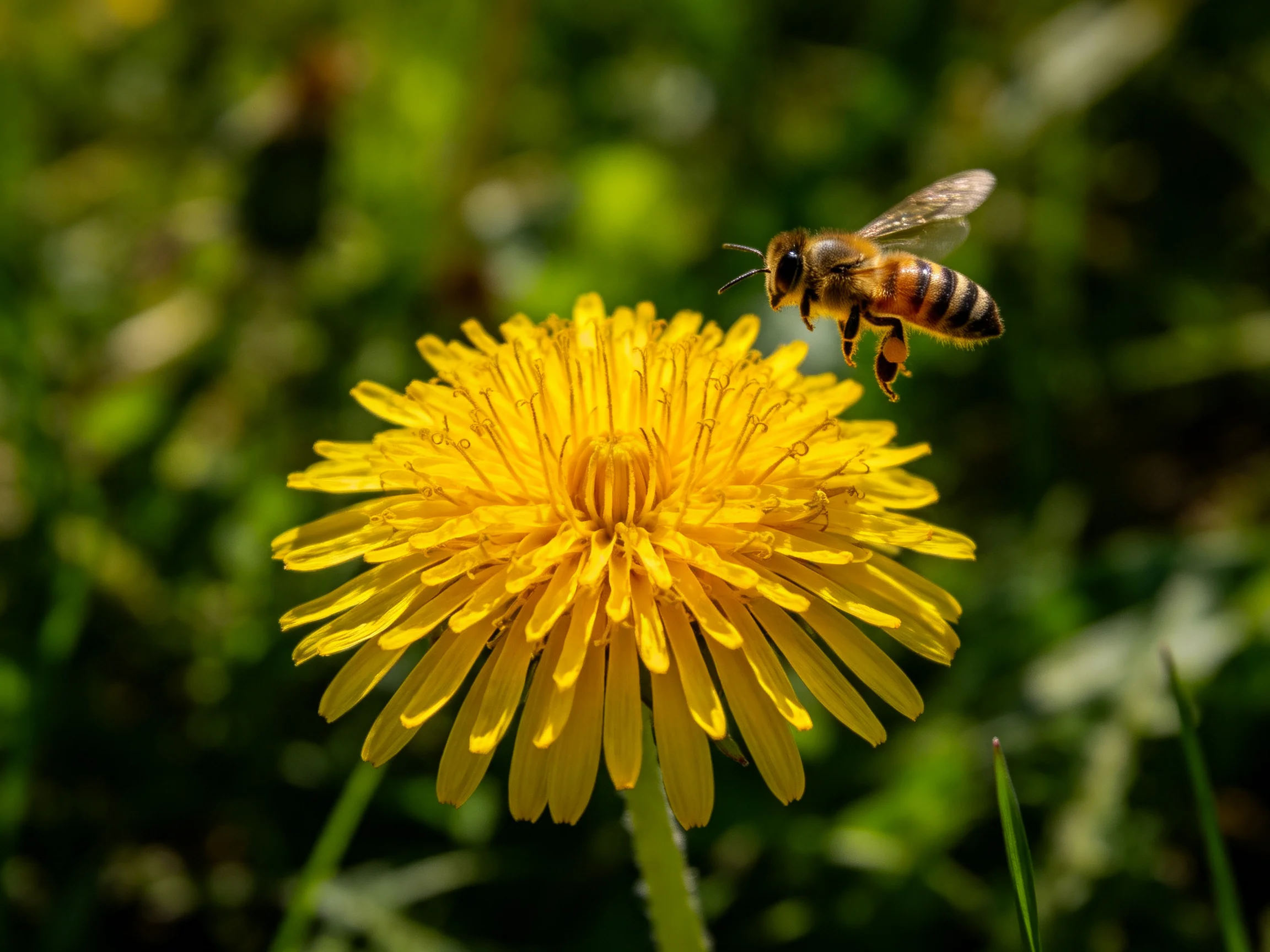 A honeybee hovers near a vibrant yellow dandelion in a lush green meadow