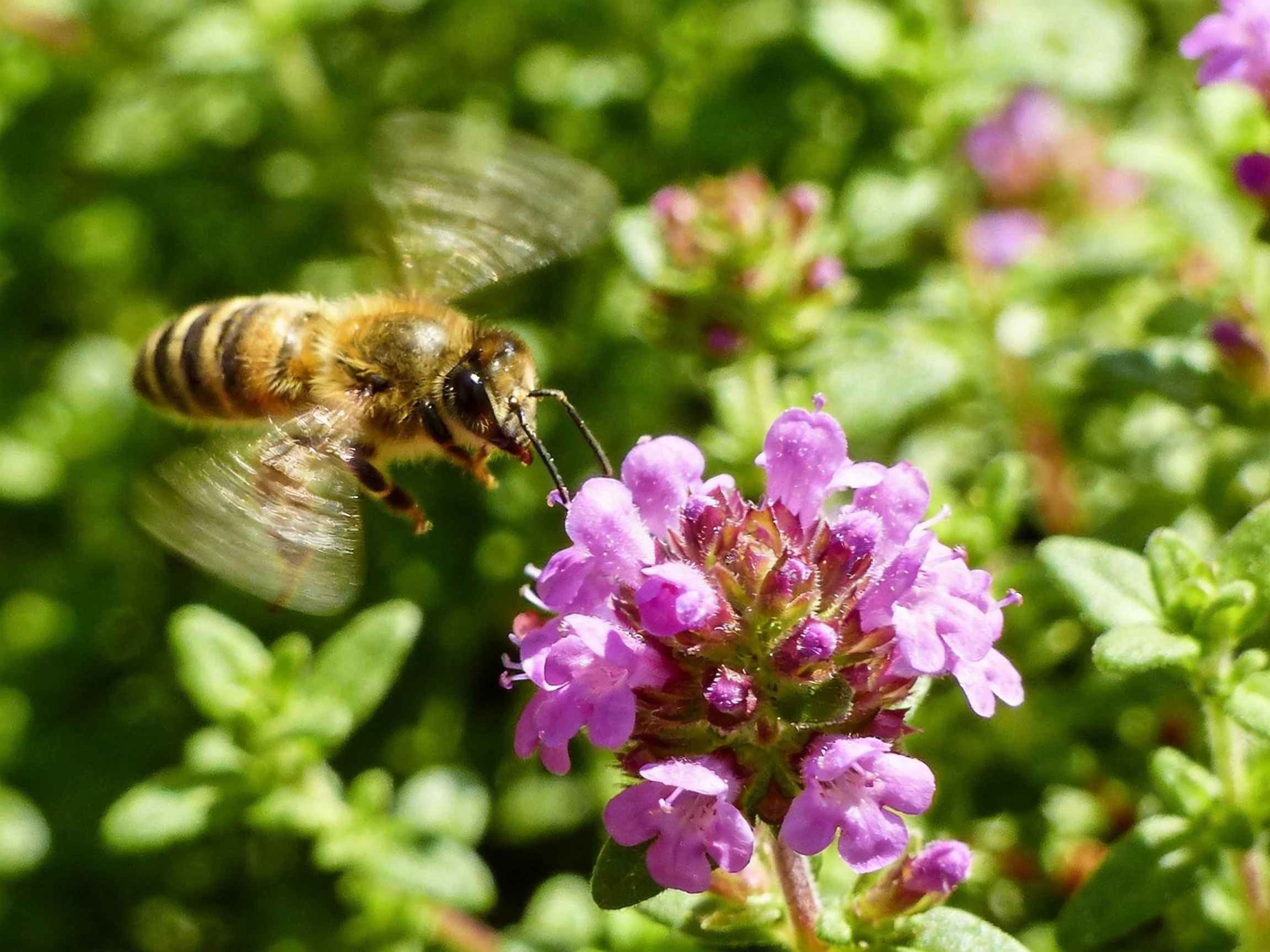 A honeybee hovers near vibrant purple blooms amid lush greenery