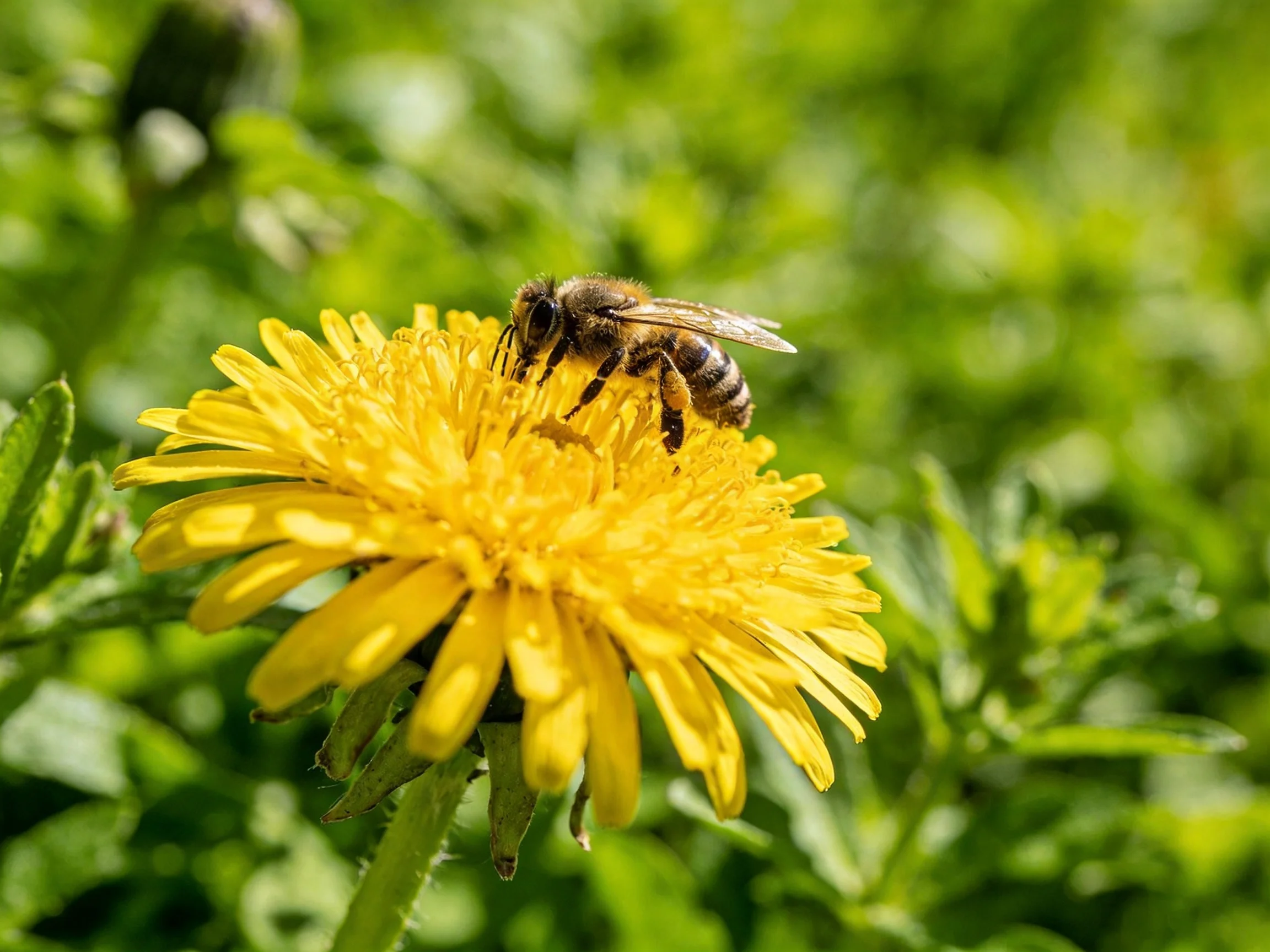 A honeybee pollinating a vibrant yellow dandelion flower