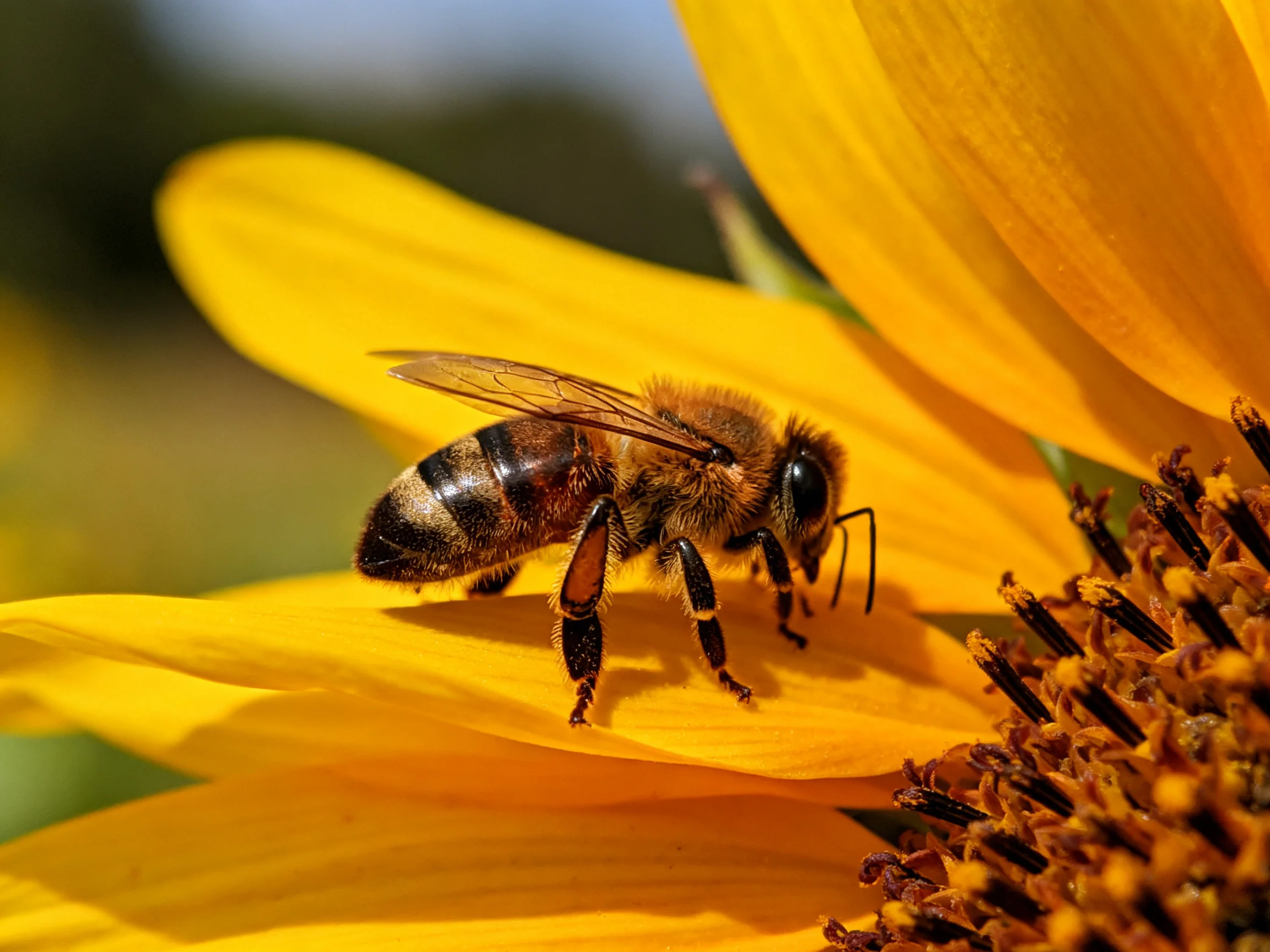 A honeybee rests on a vibrant yellow sunflower petal
