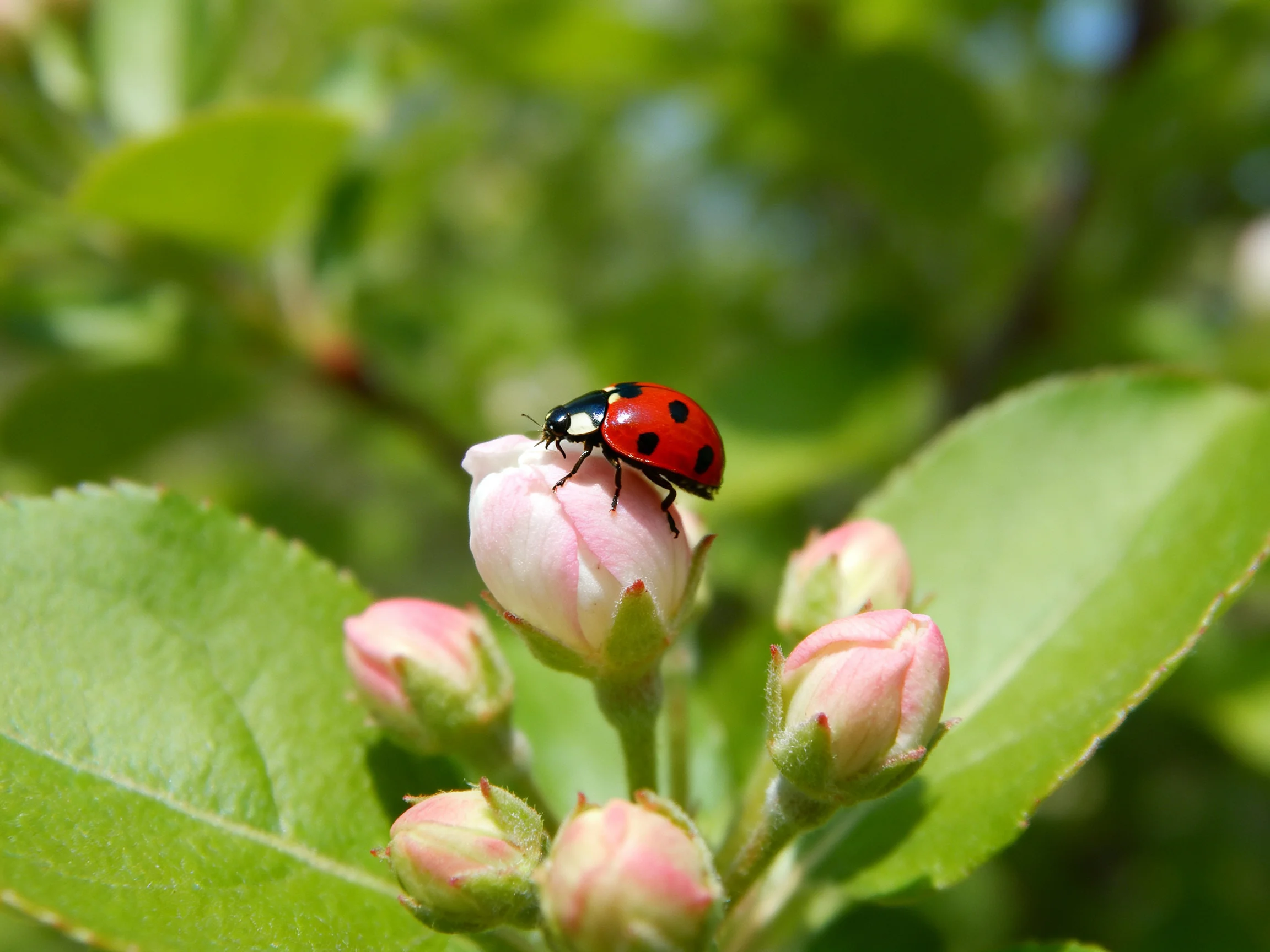 A ladybug rests atop pink flower buds amid lush green foliage