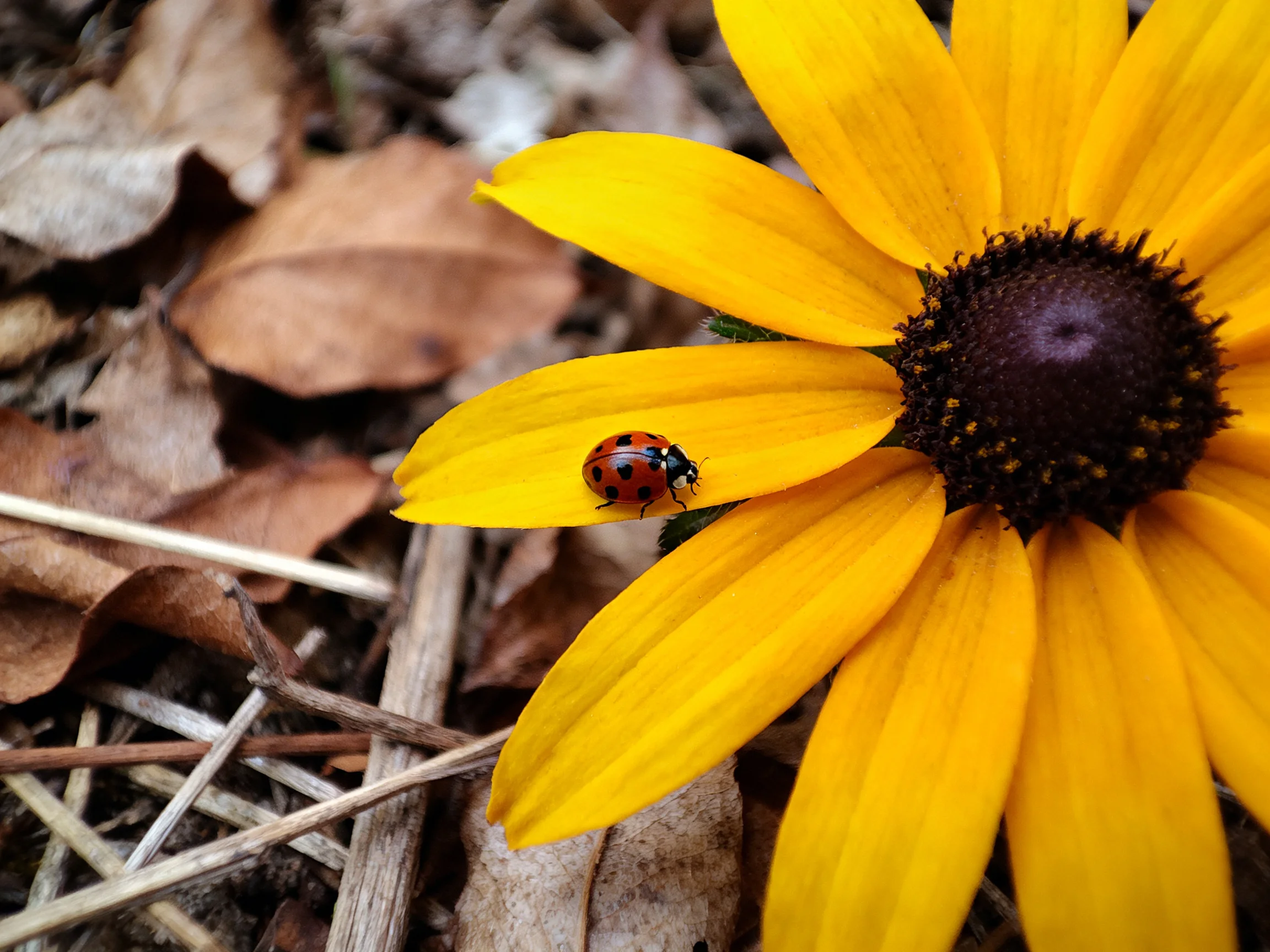 A ladybug rests on a bright yellow flower among dry leaves