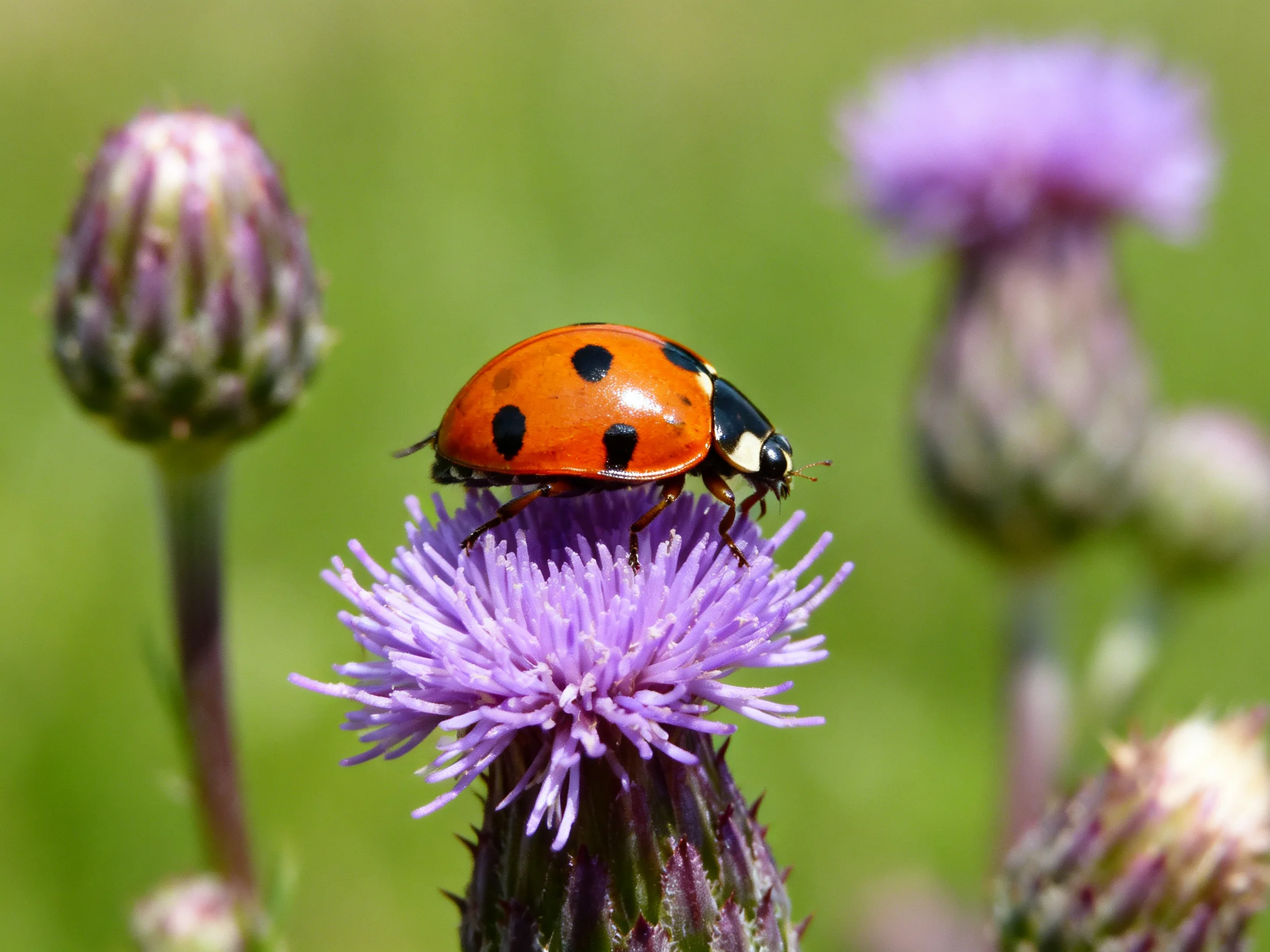 A ladybug rests on a vibrant purple flower among green thistle buds