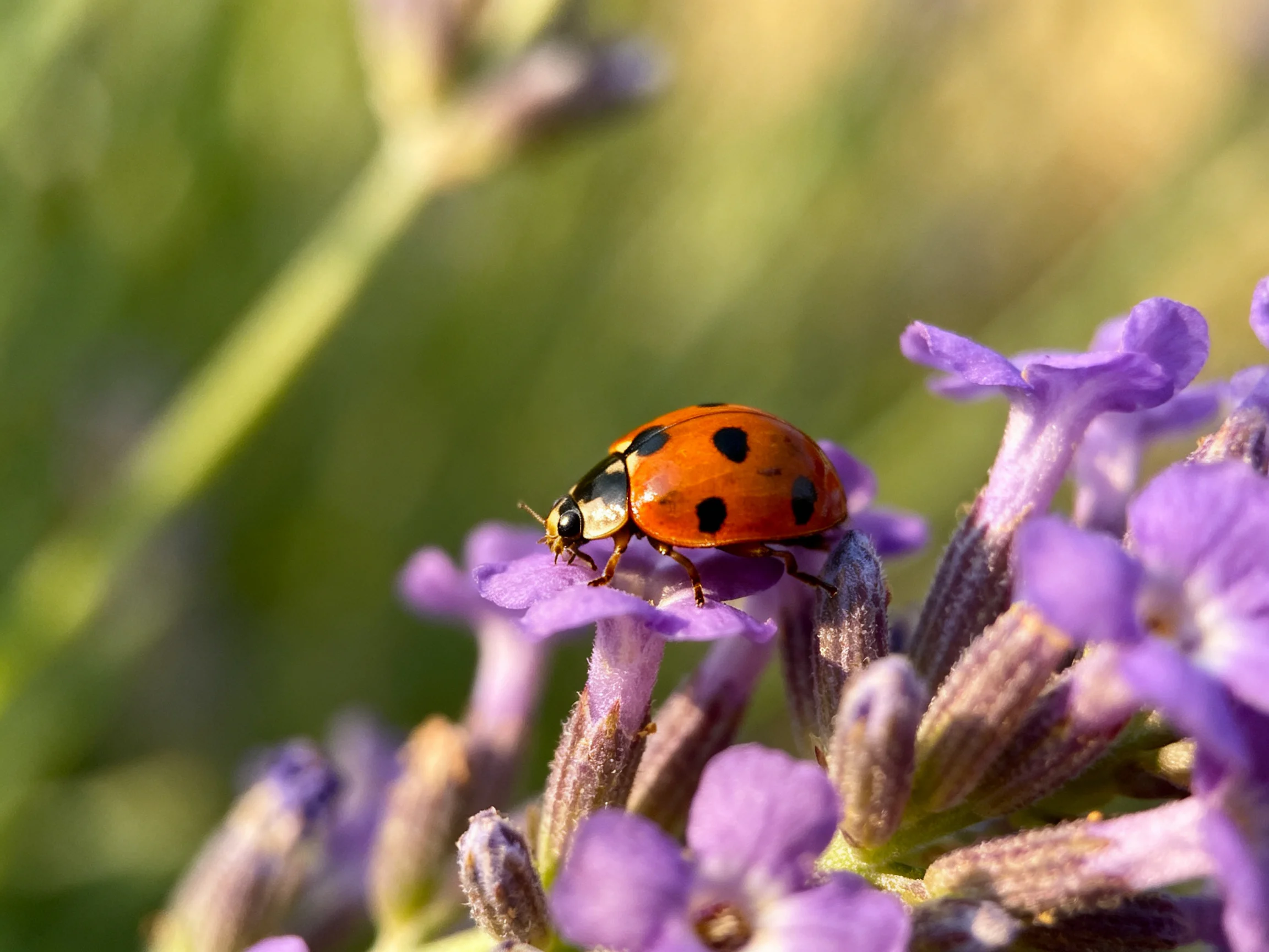 A ladybug rests on bright purple lavender flowers amid soft greenery
