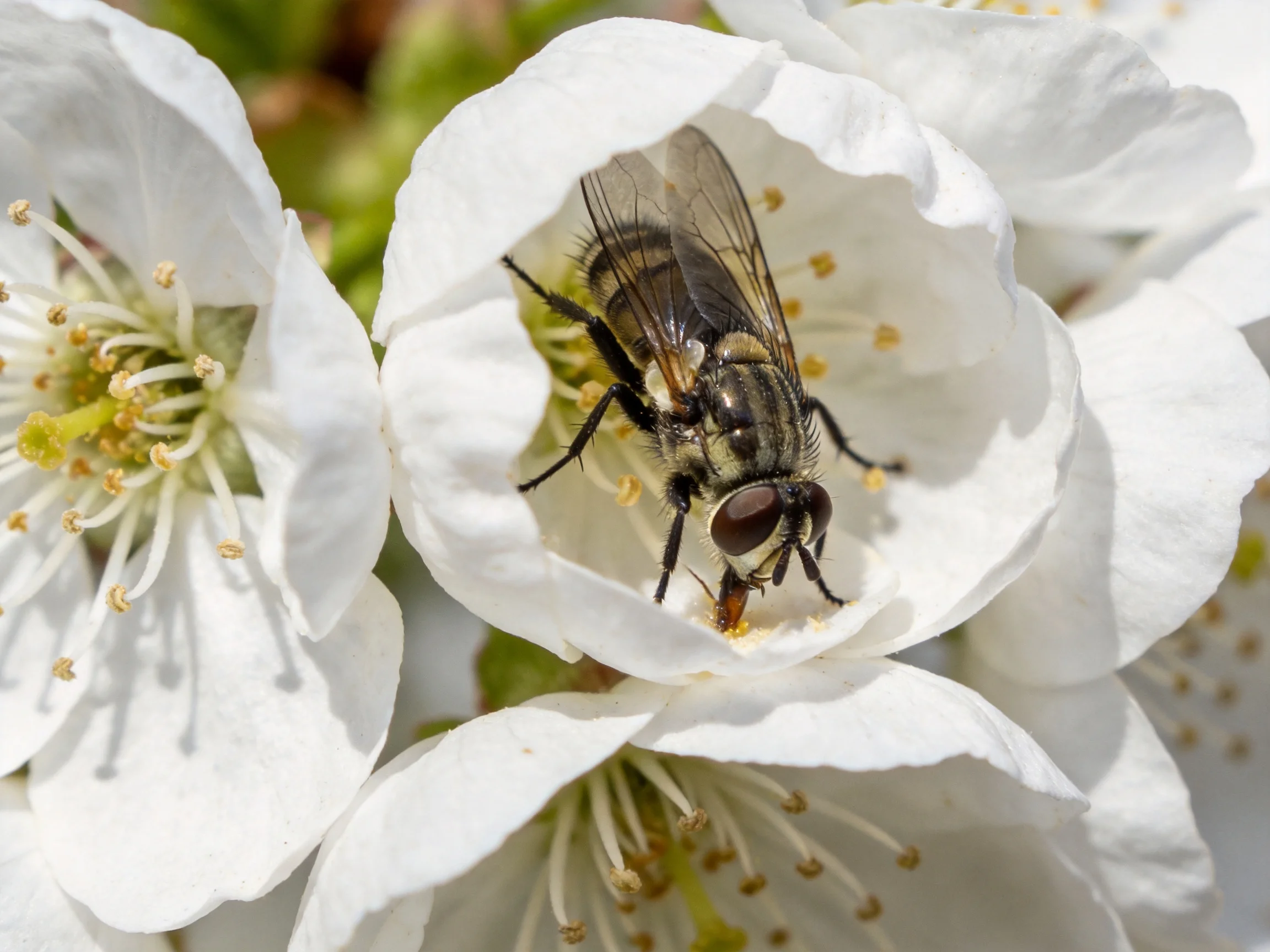 A large black fly perched on pristine white flower petals