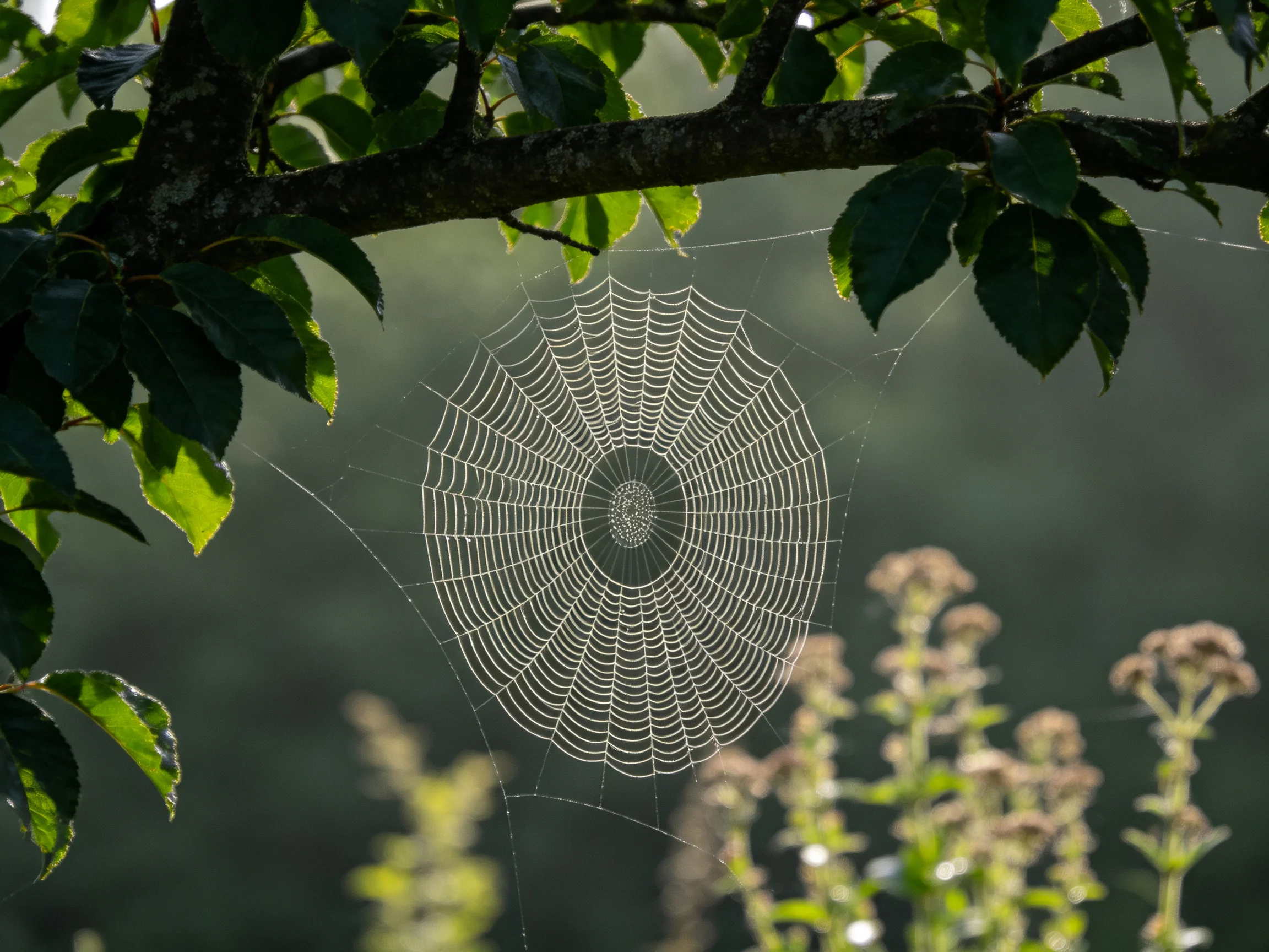 A large circular spider web between dark branches and green foliage