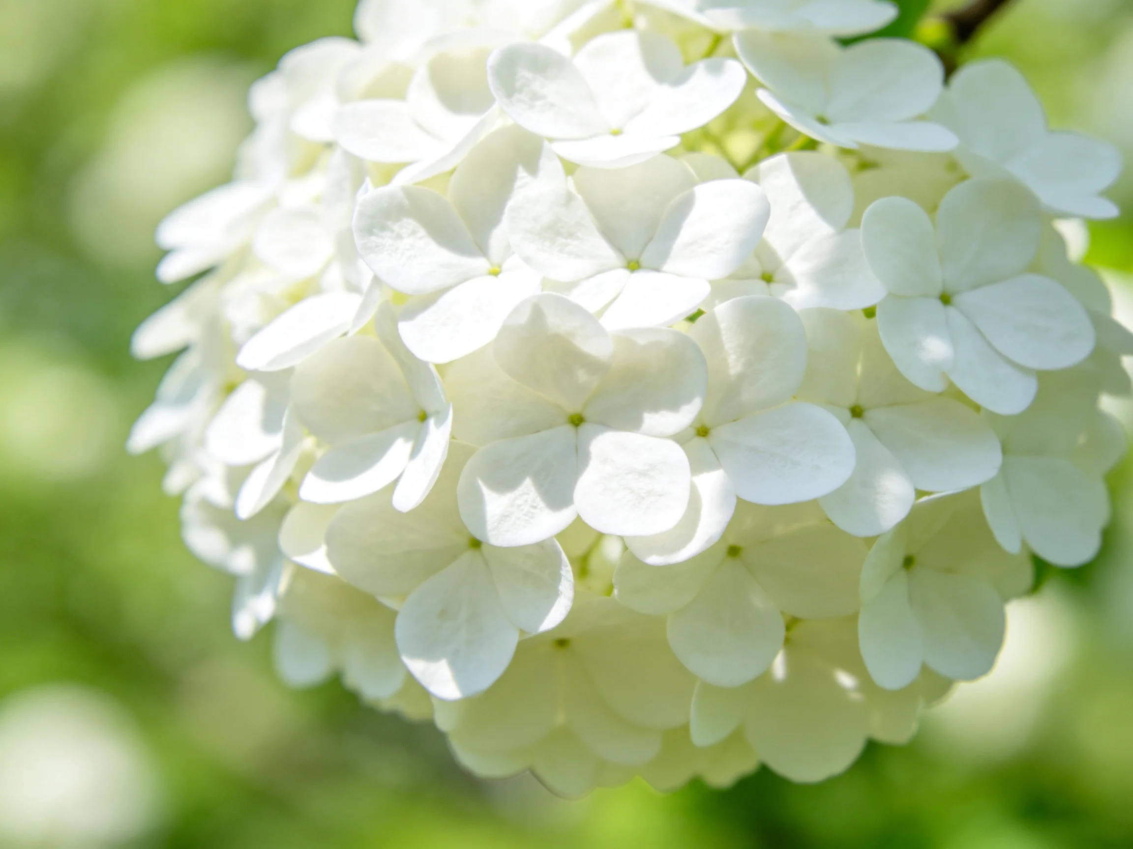 A large cluster of delicate white flower blossoms against a soft green backdrop