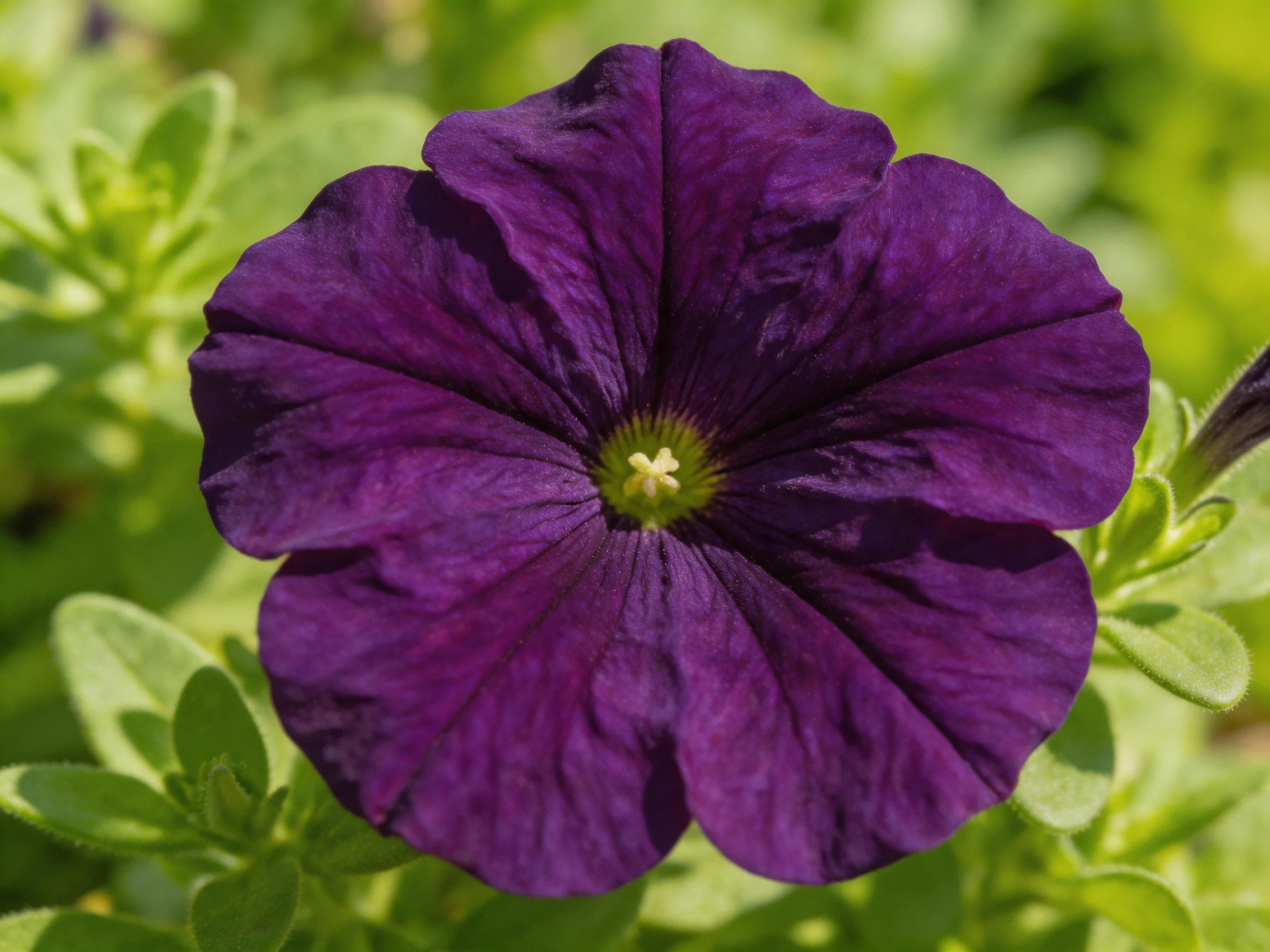 A large deep purple petunia blooms amid green foliage