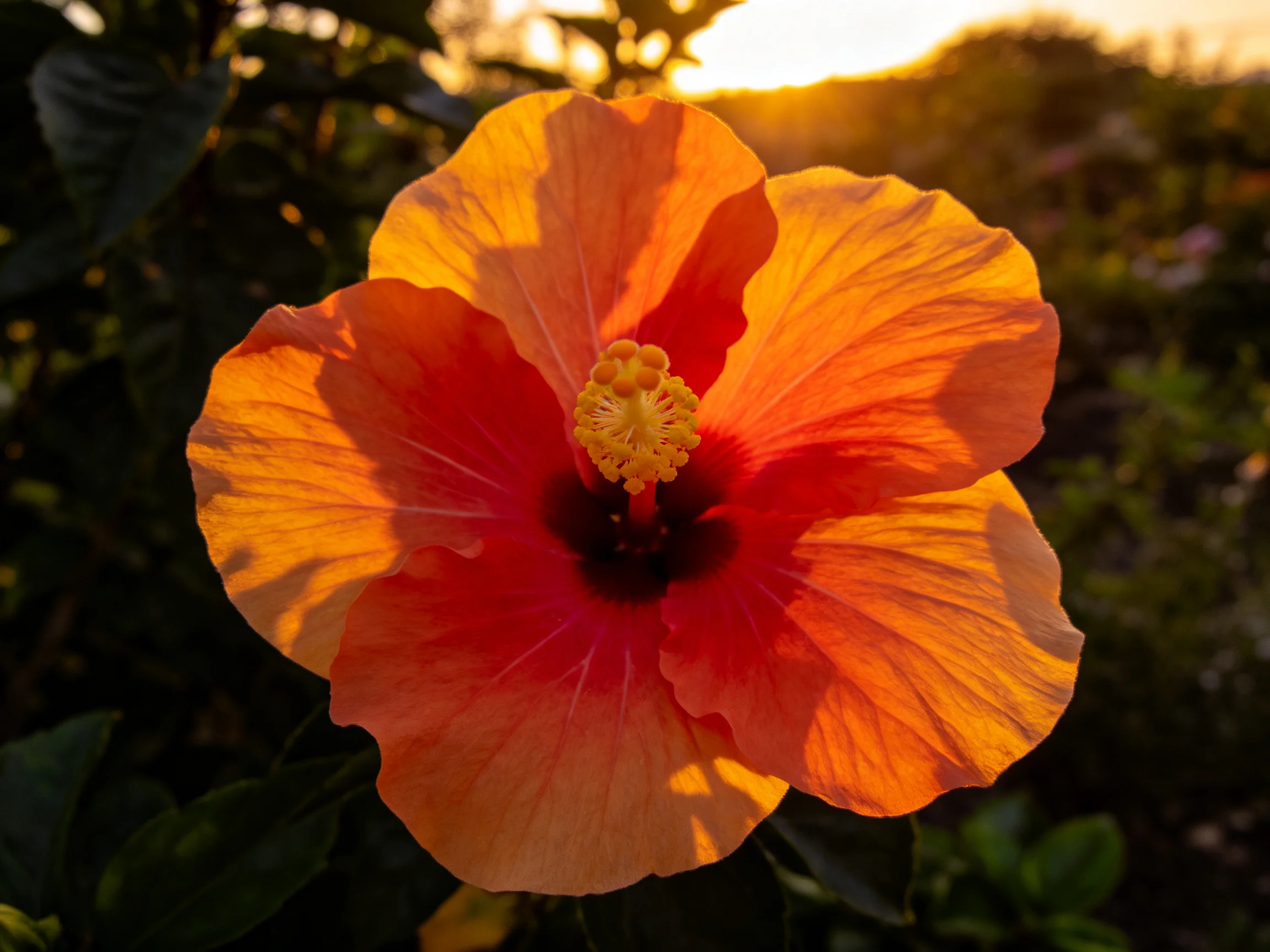 A large orange hibiscus flower glows under golden evening light