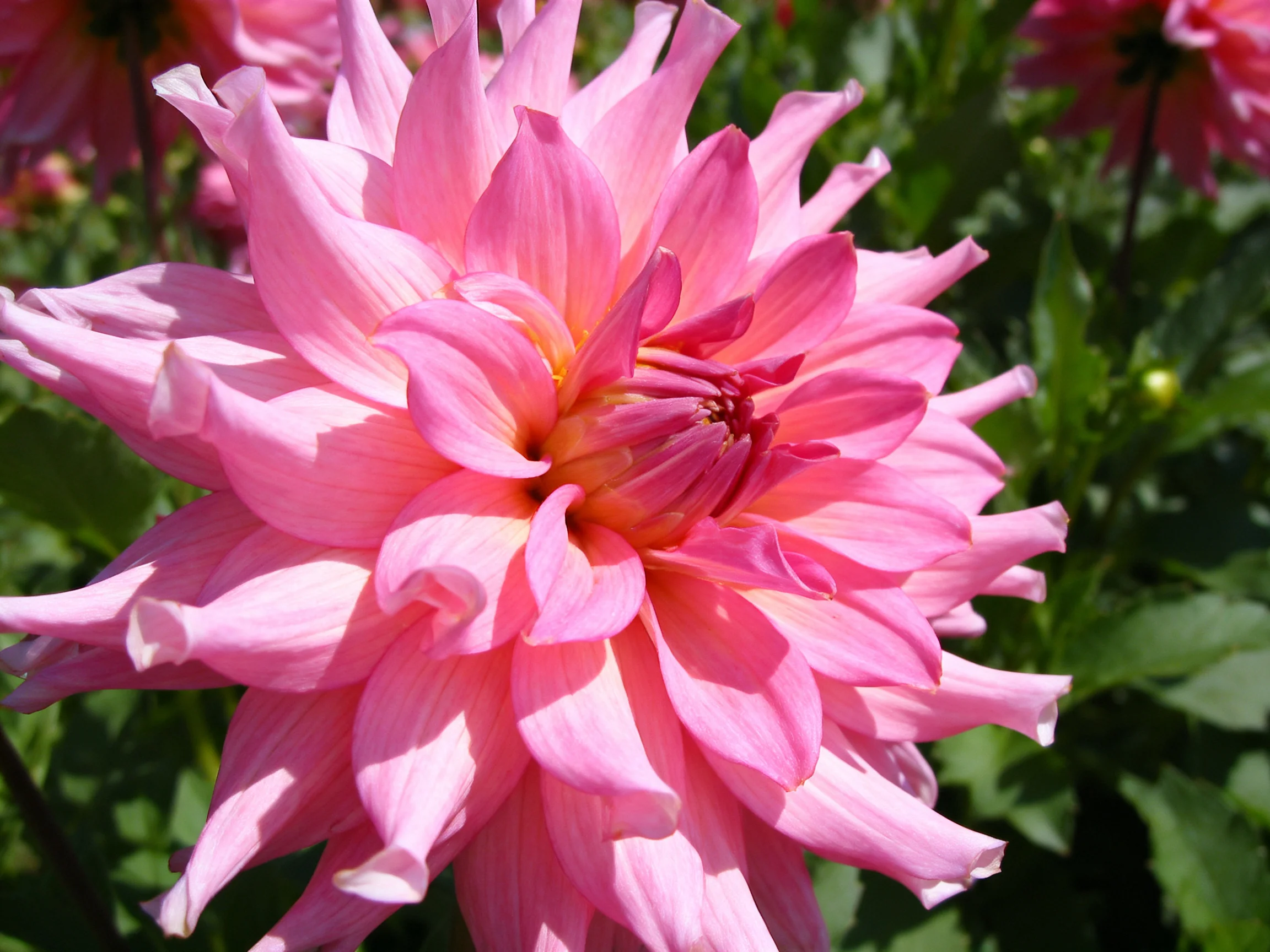 A large pink dahlia with layered petals in a garden