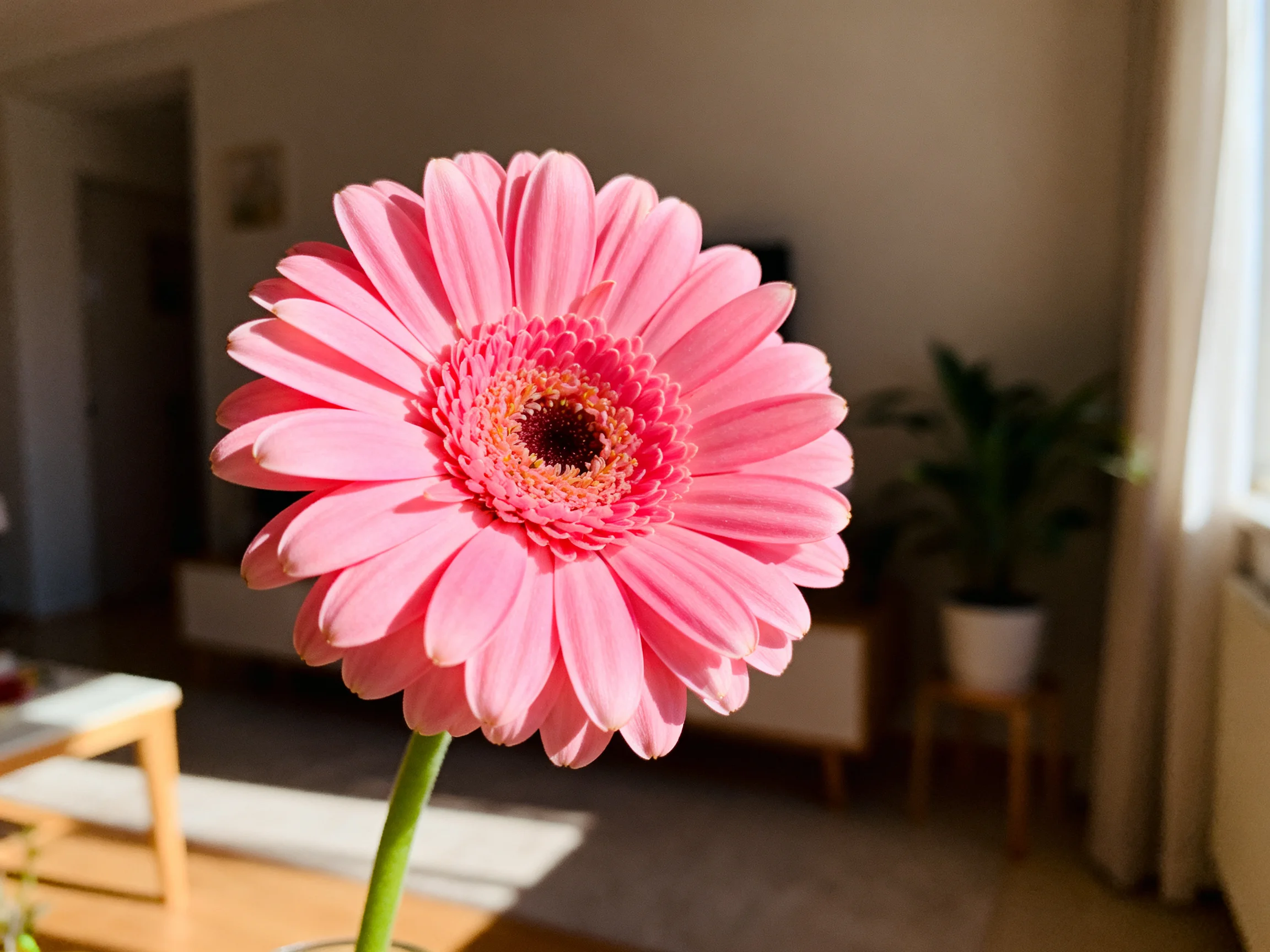A large pink gerbera daisy in a sunlit home interior