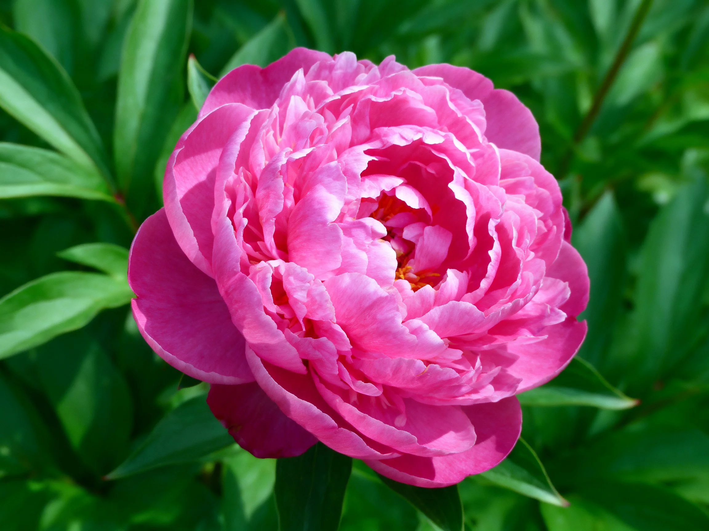 A large pink peony blooms vibrantly among lush green leaves