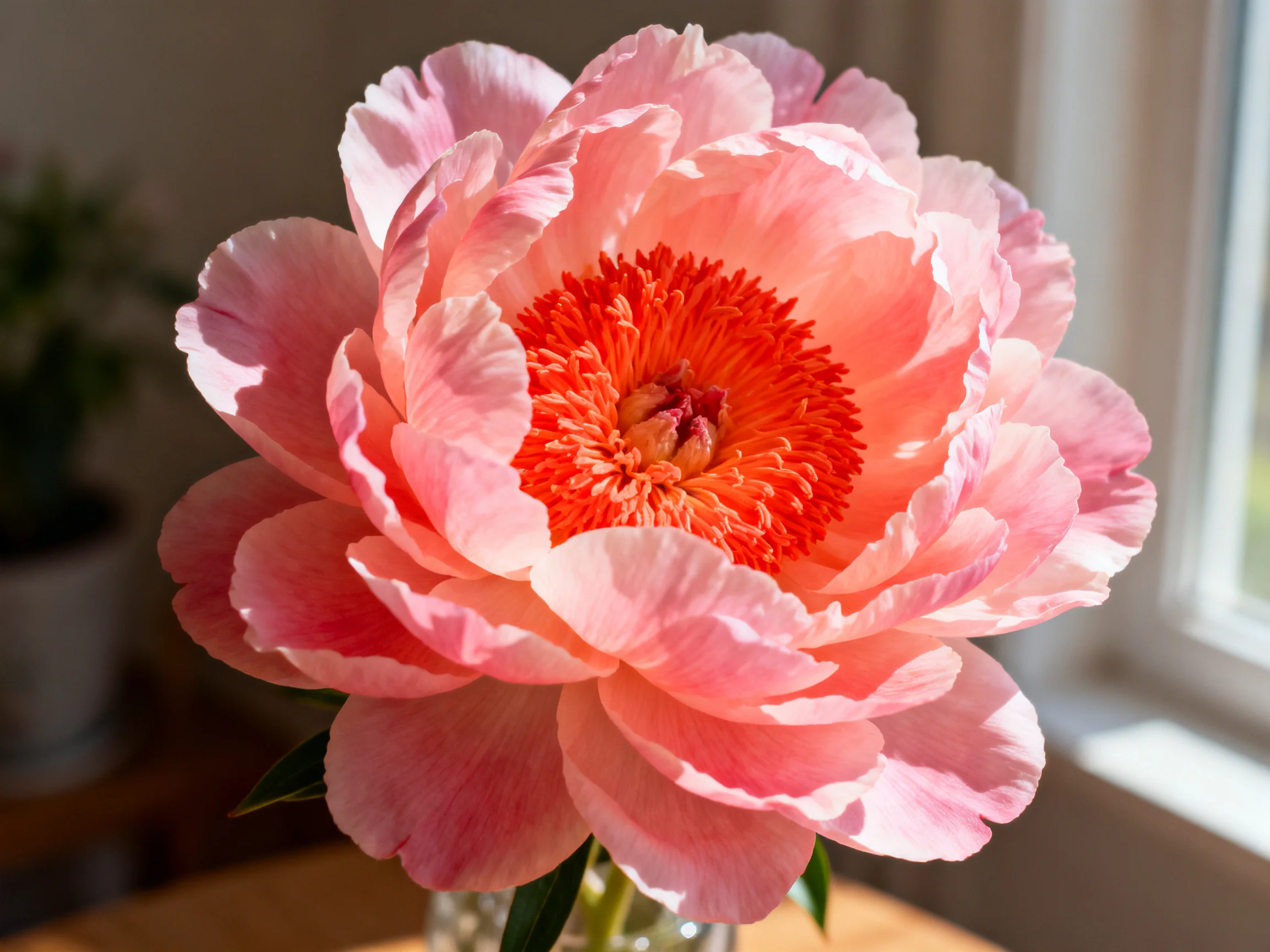 A large pink peony with vibrant orange center in soft natural light