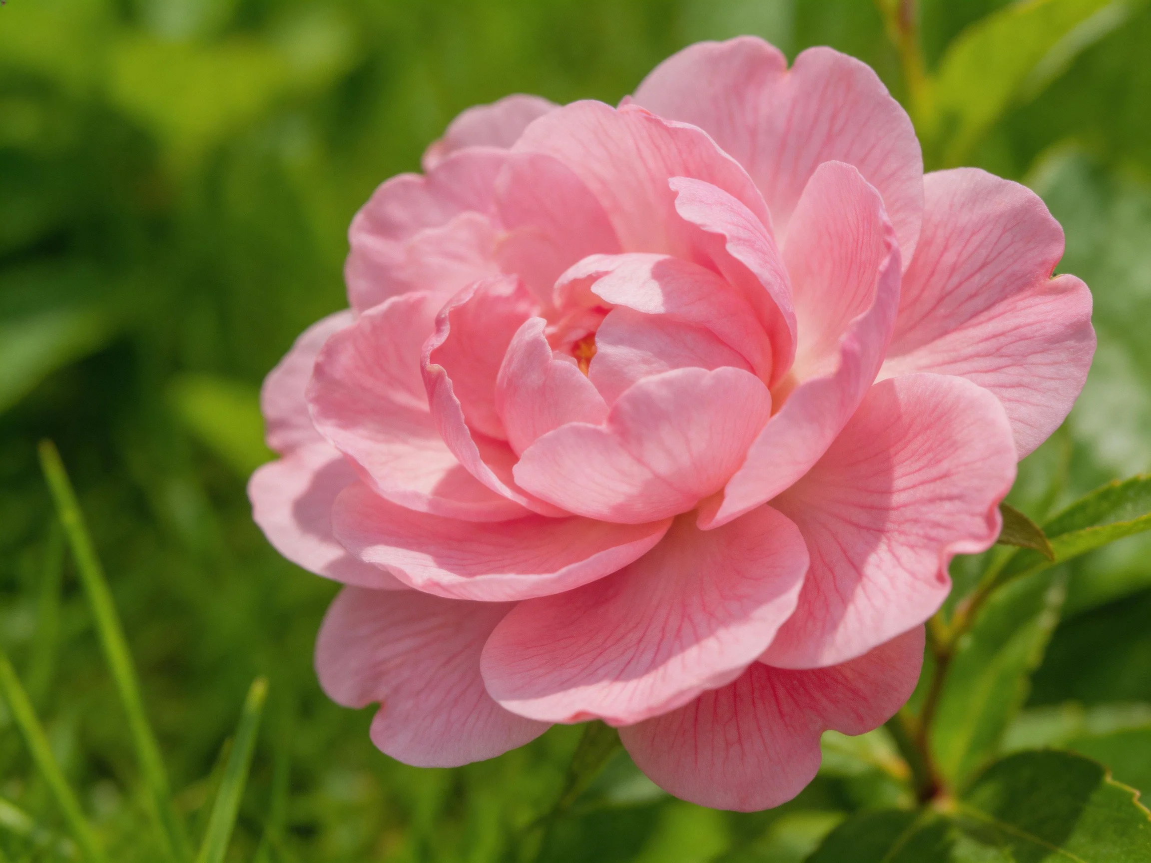 A large pink rose with layered petals against green foliage